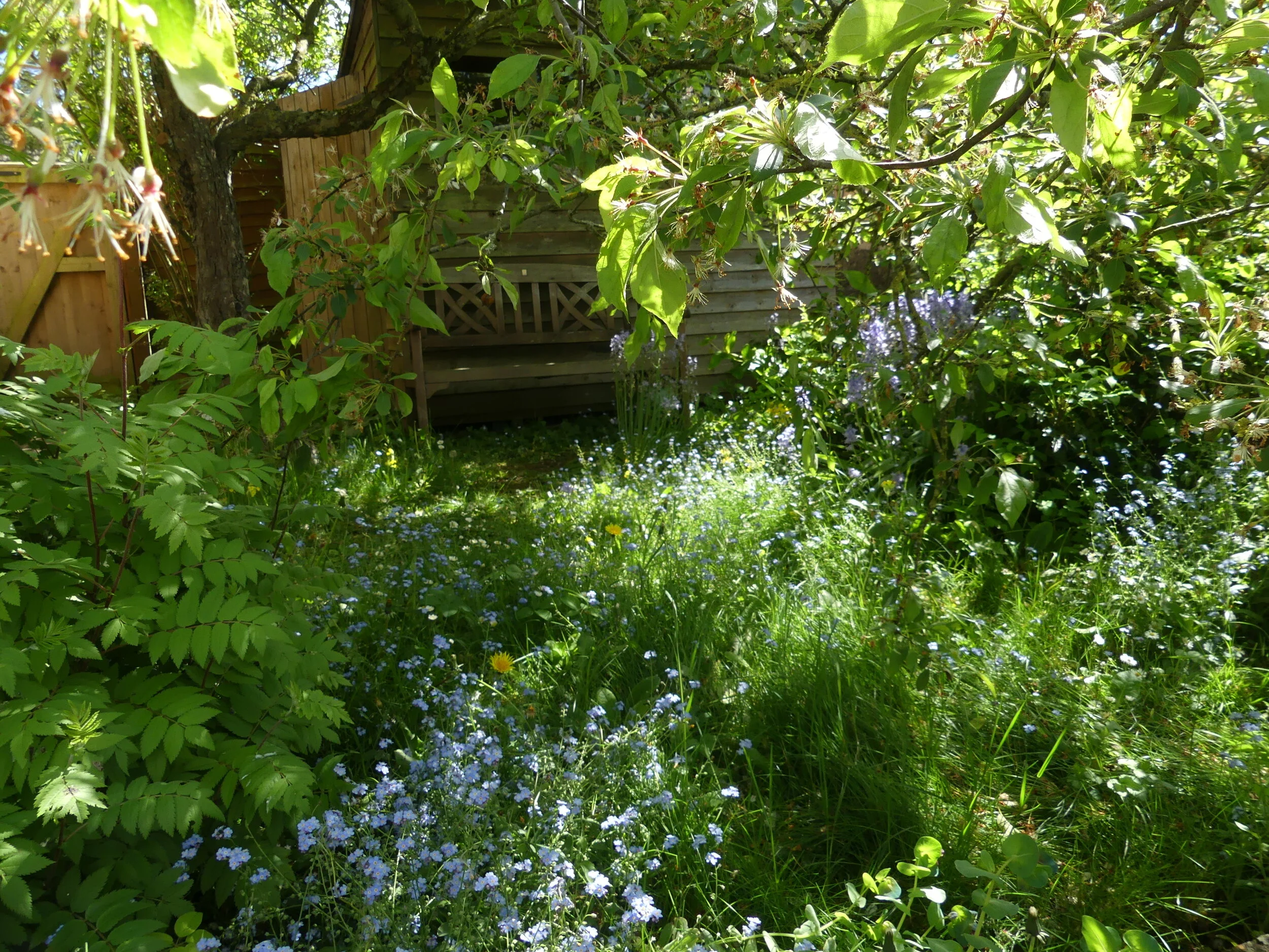 Carole Anne Tonge.JPG