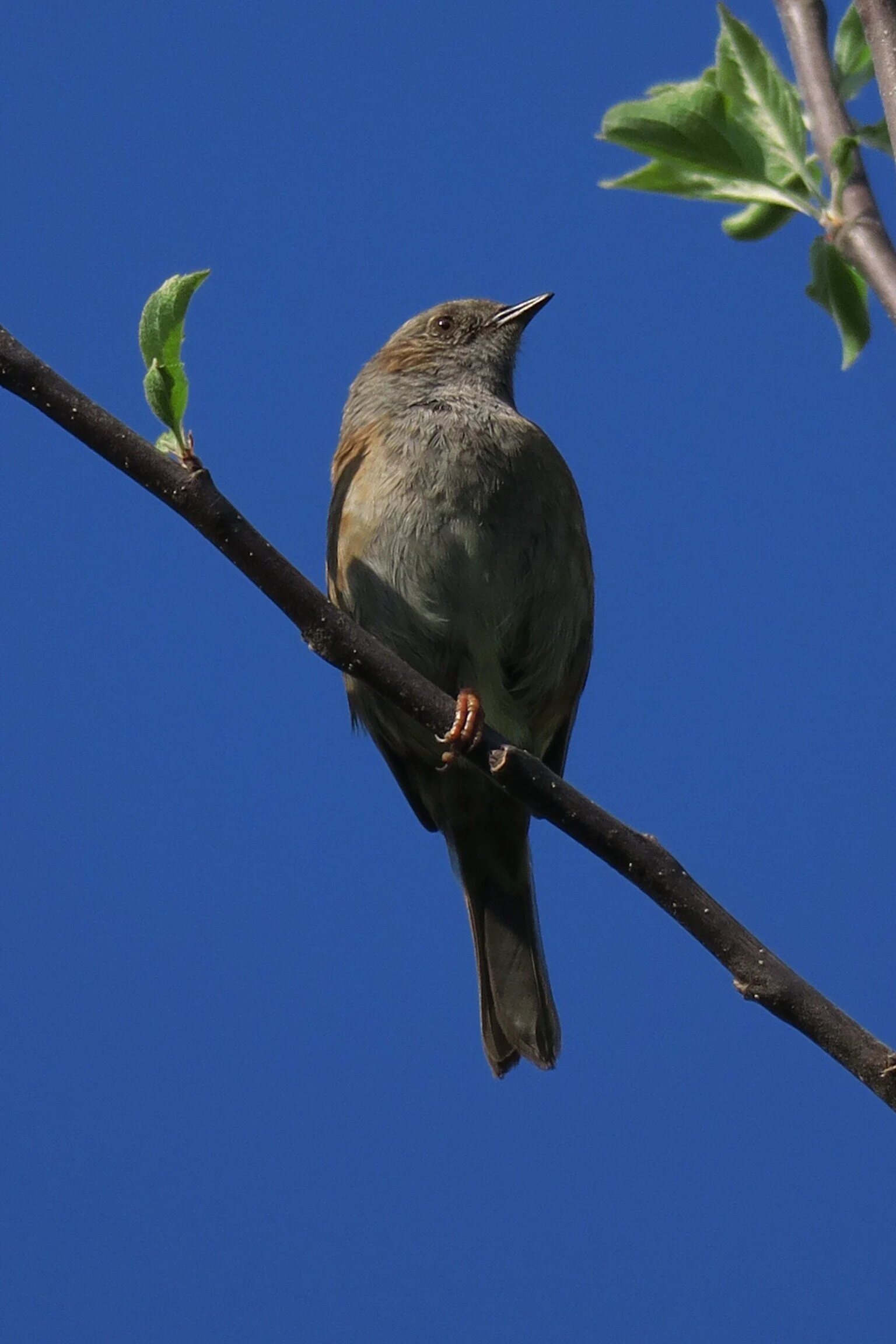 Adele & Matt Milton-Meakin.JPG