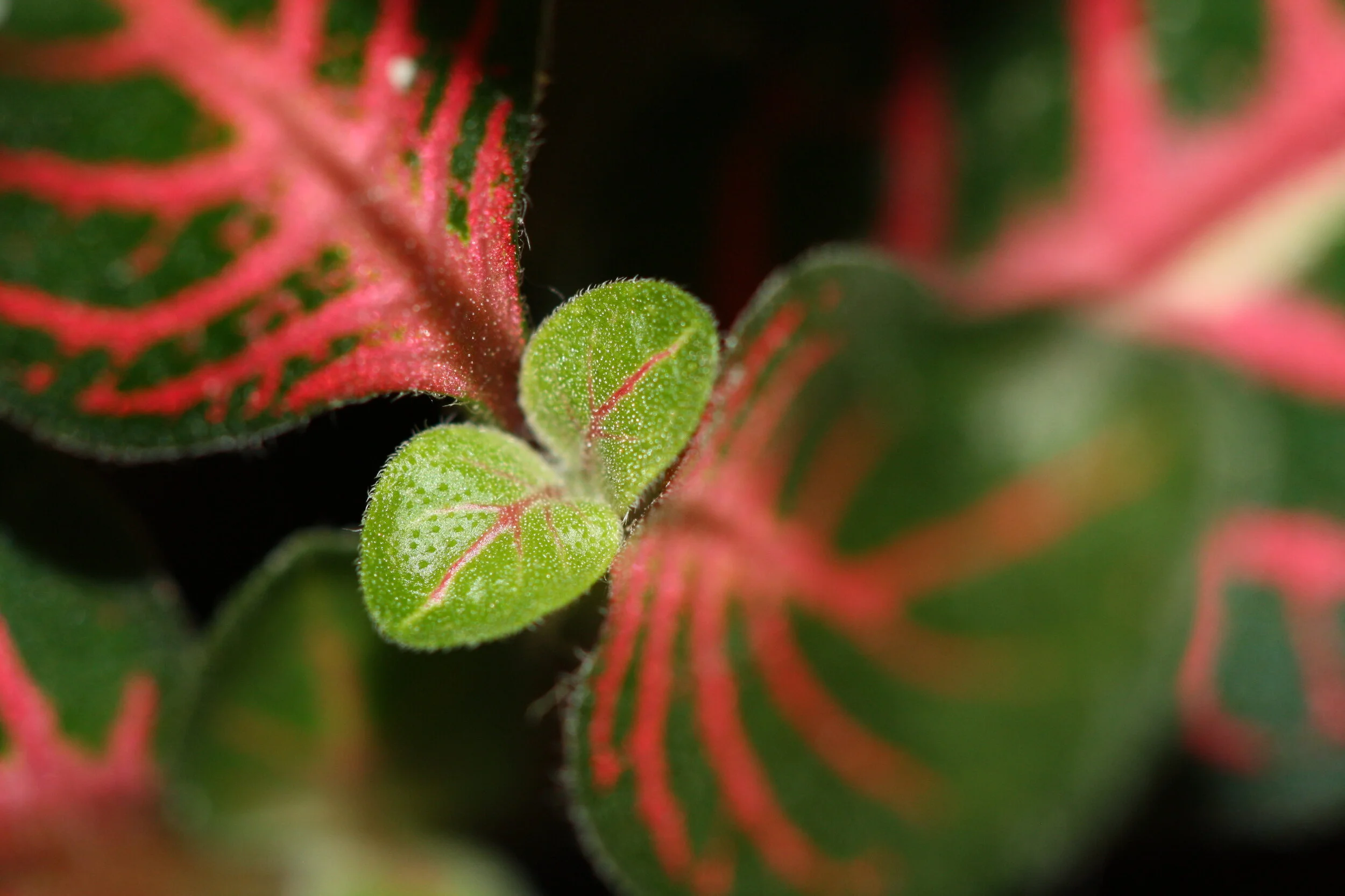 Rob and Aileen Oldfield.JPG