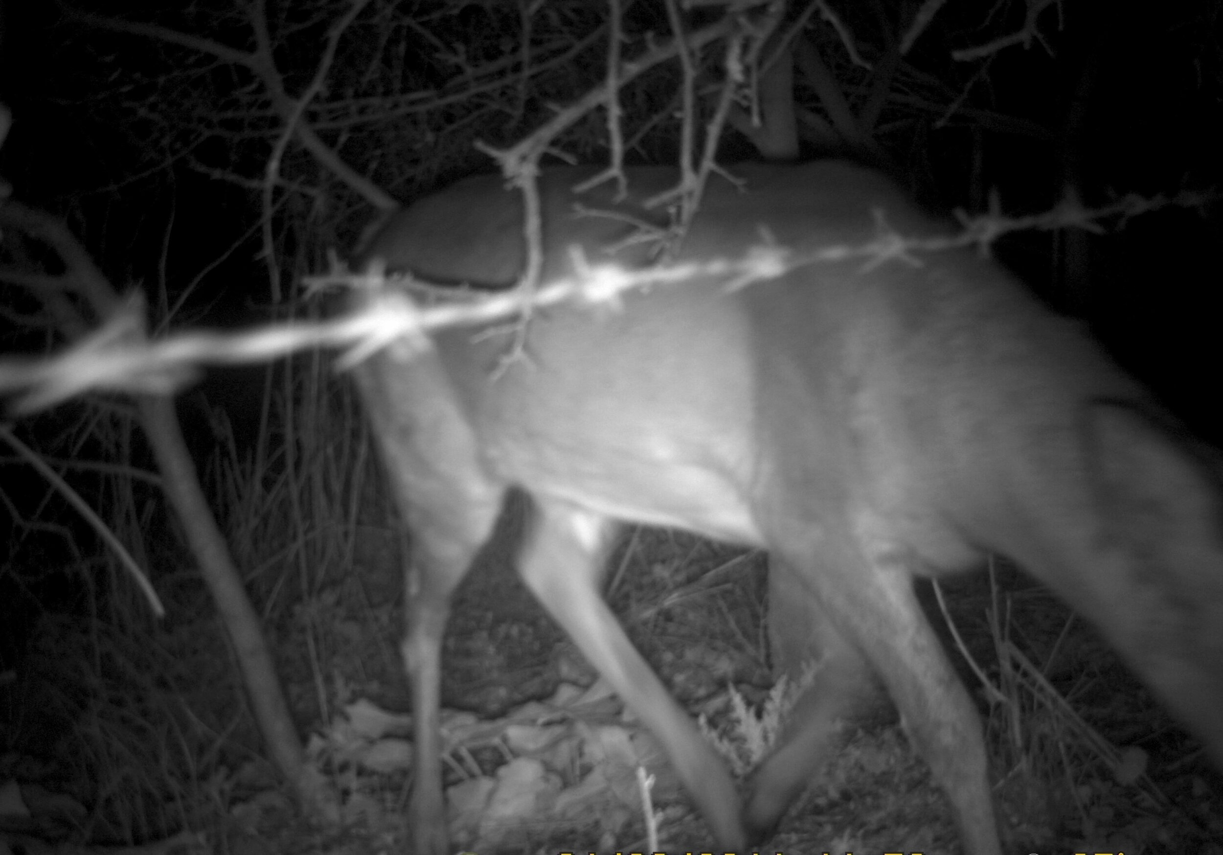 Roe Deer Hedge.jpg