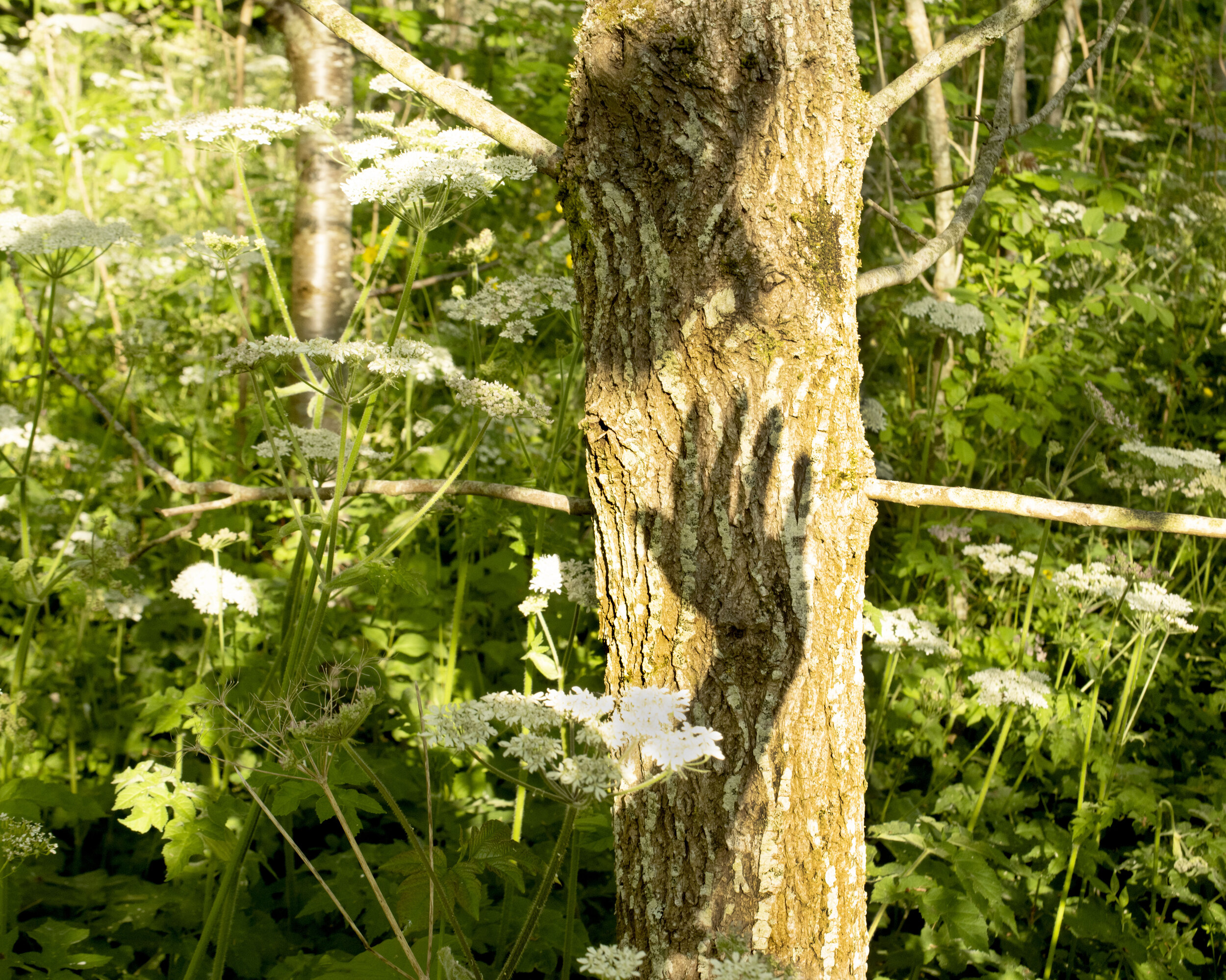 delicate touch tree1.jpg