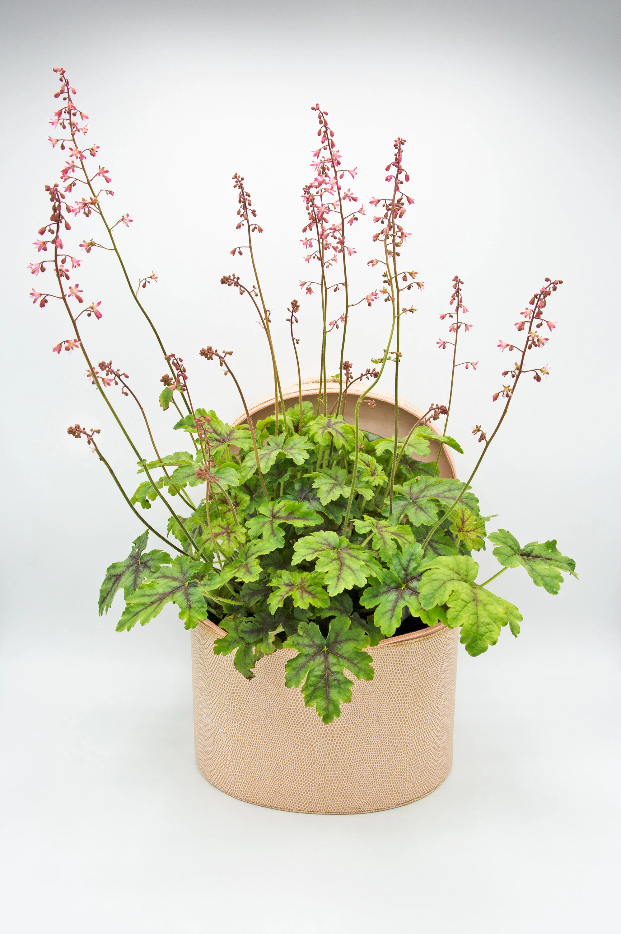 Image © Kelly M O'Brien, work in progress