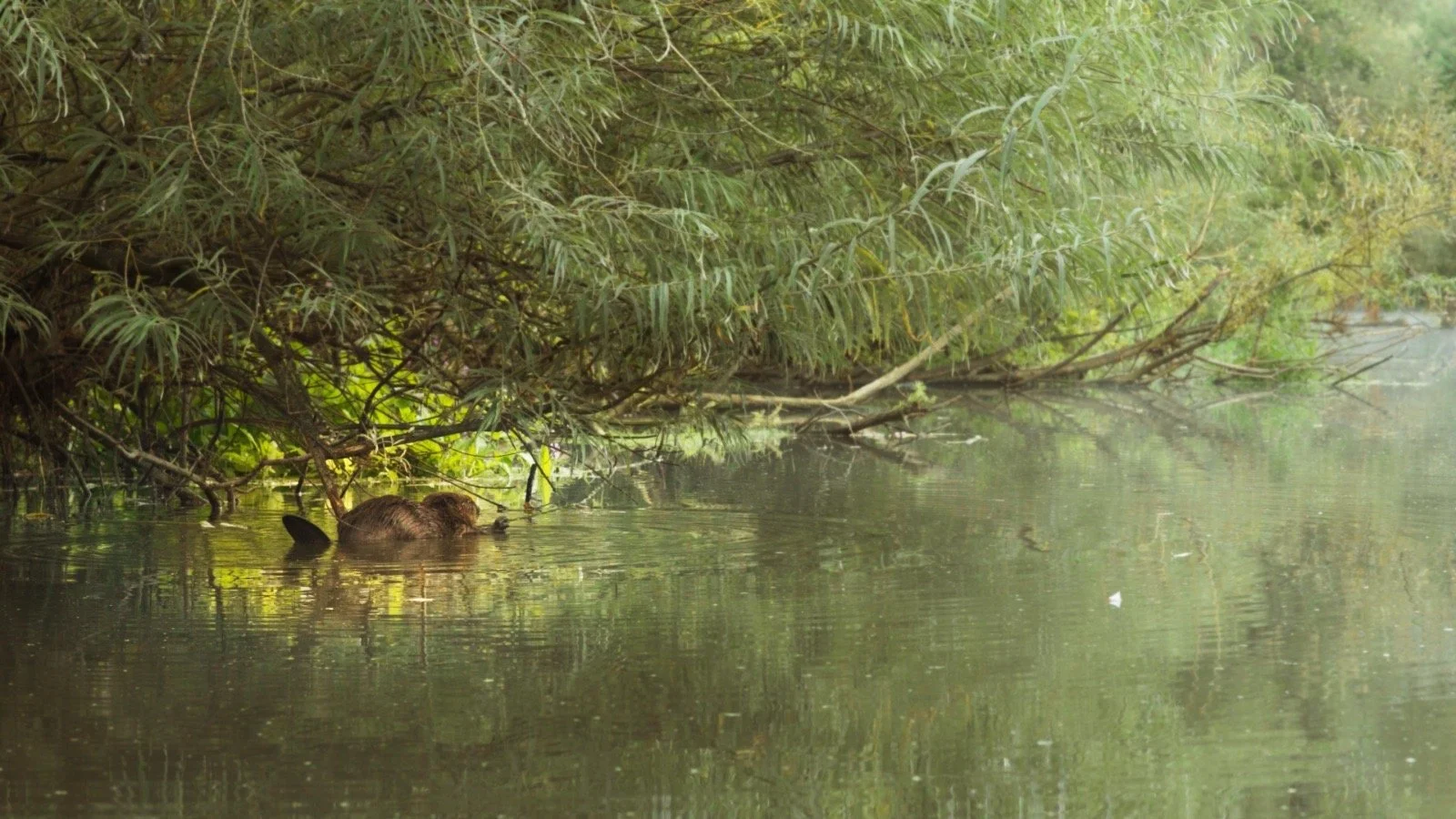 2024 - River Willow Beaver Tail.jpeg