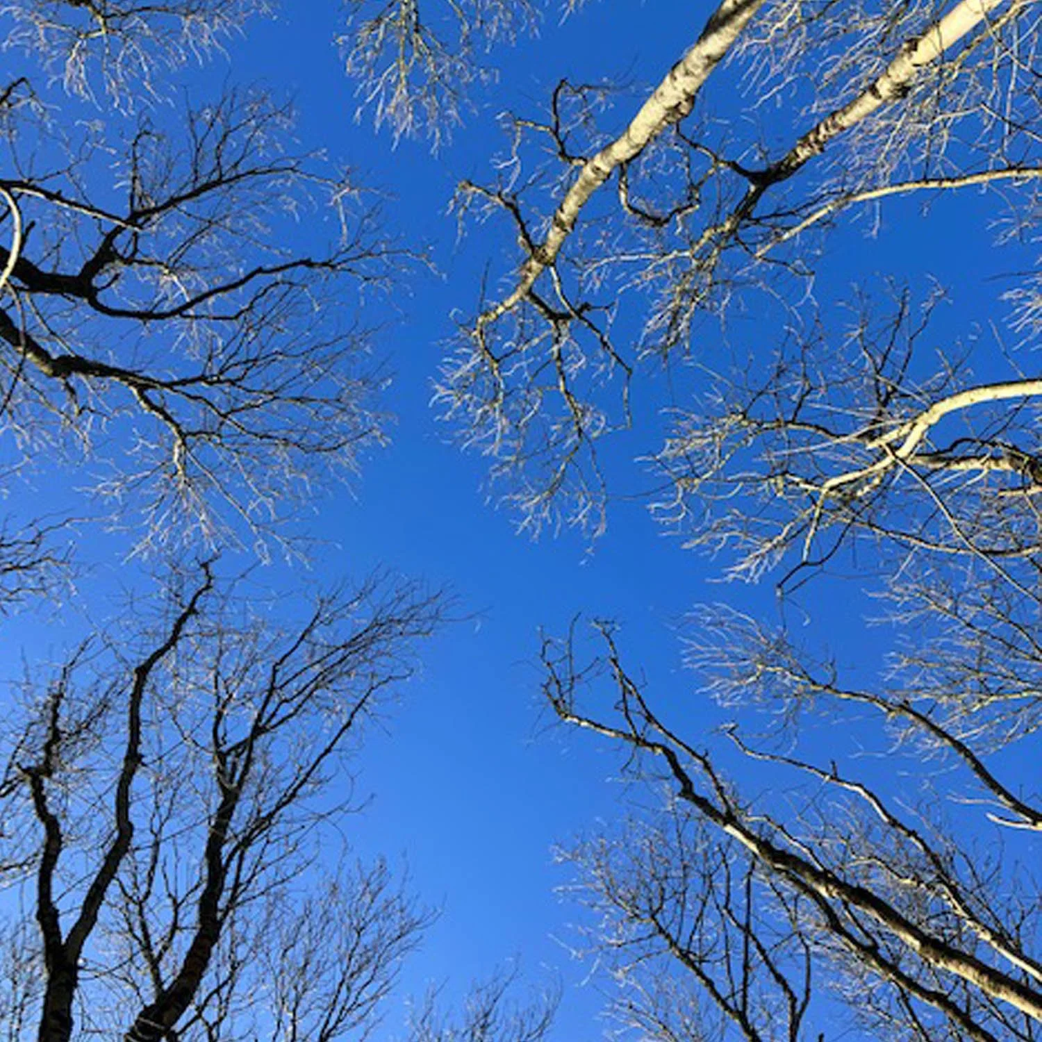 2024 - Jackie Cooke -  Common Place curated by Karen Woodfield.jpeg