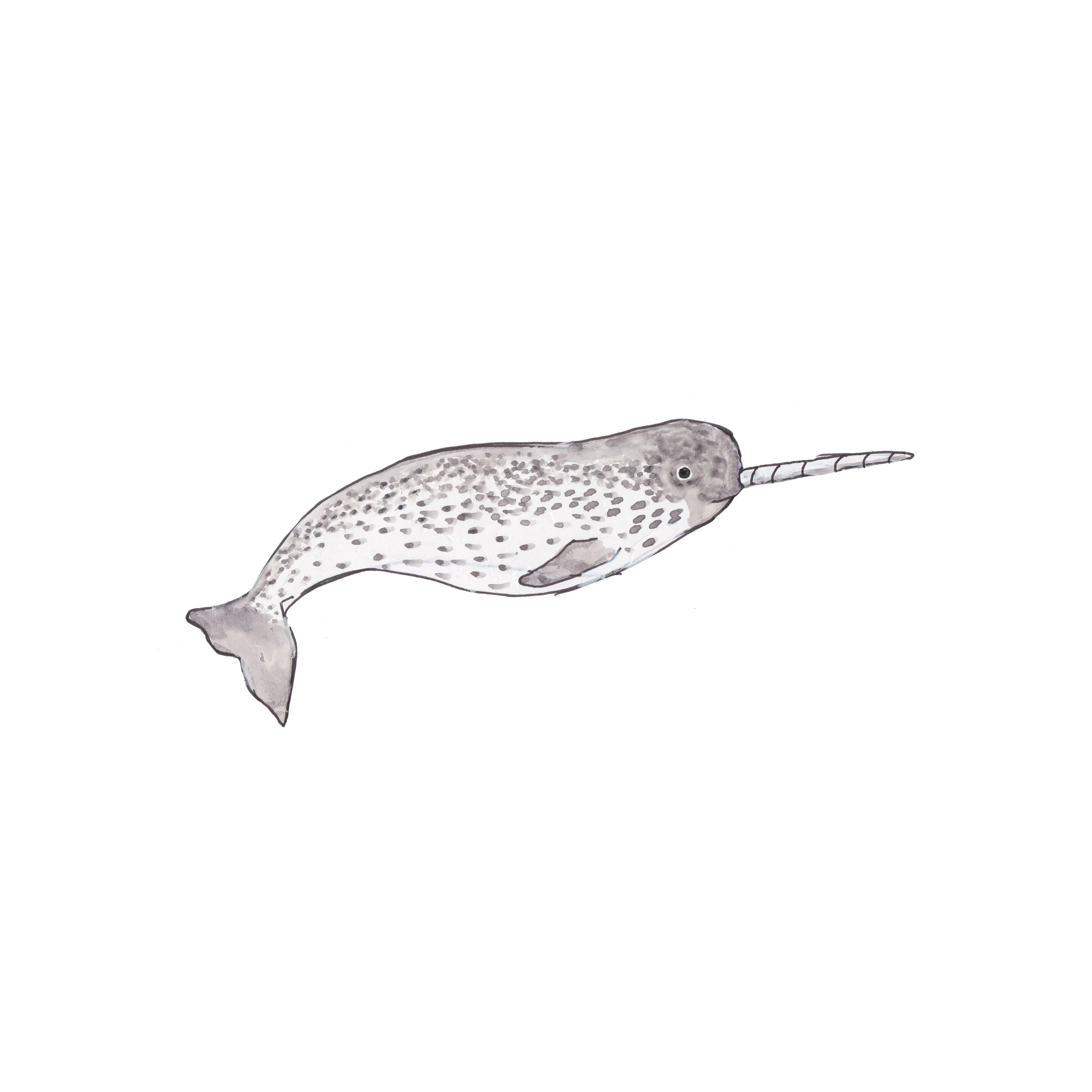 Narwhal