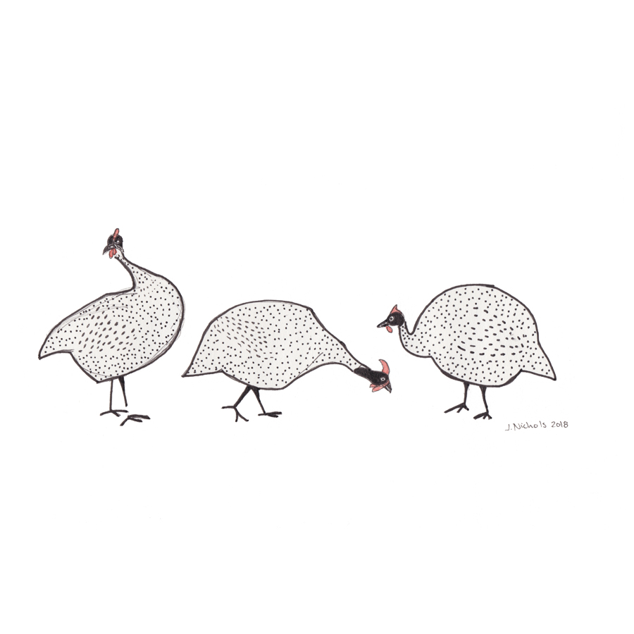 Guinea Hens