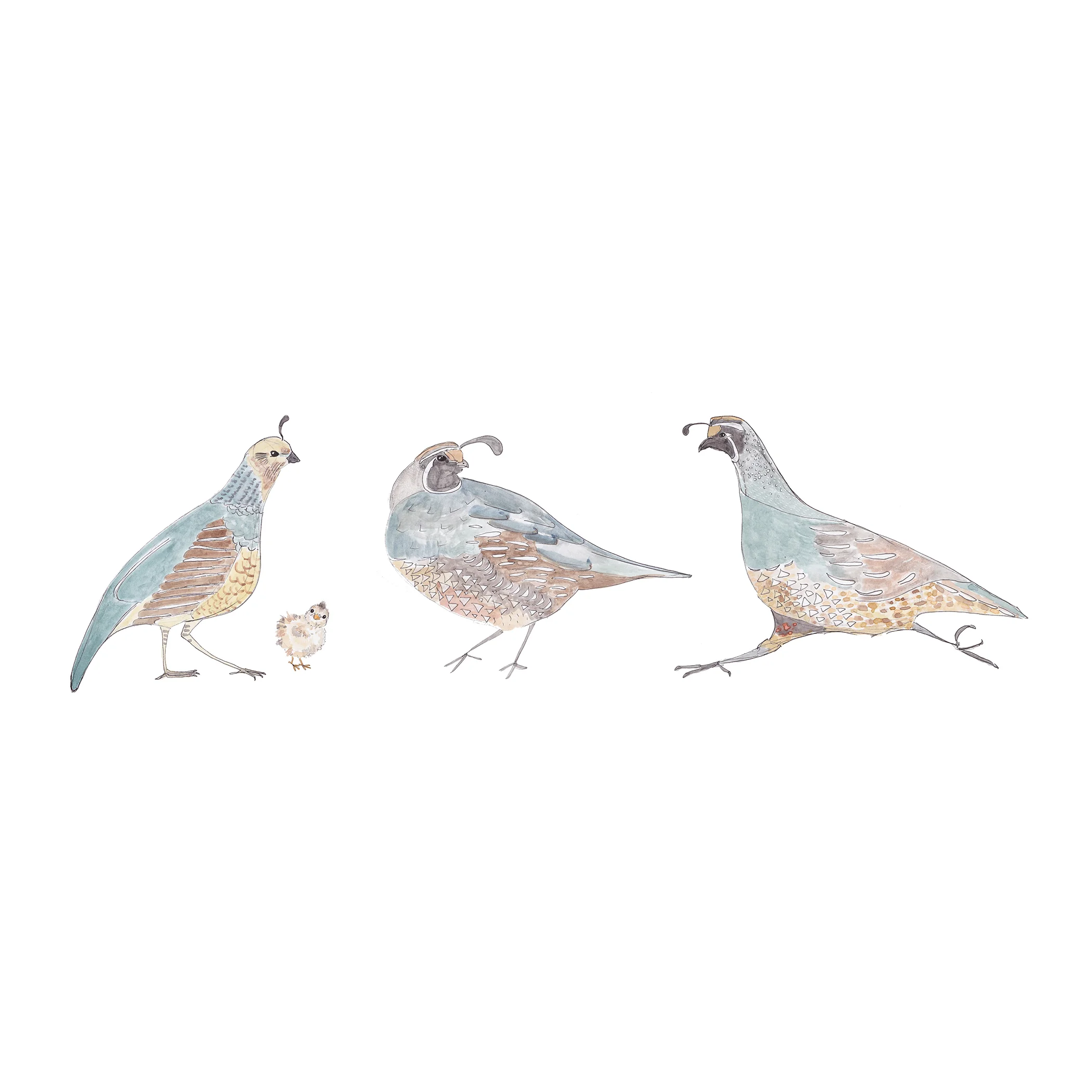 A Covey of California Quail