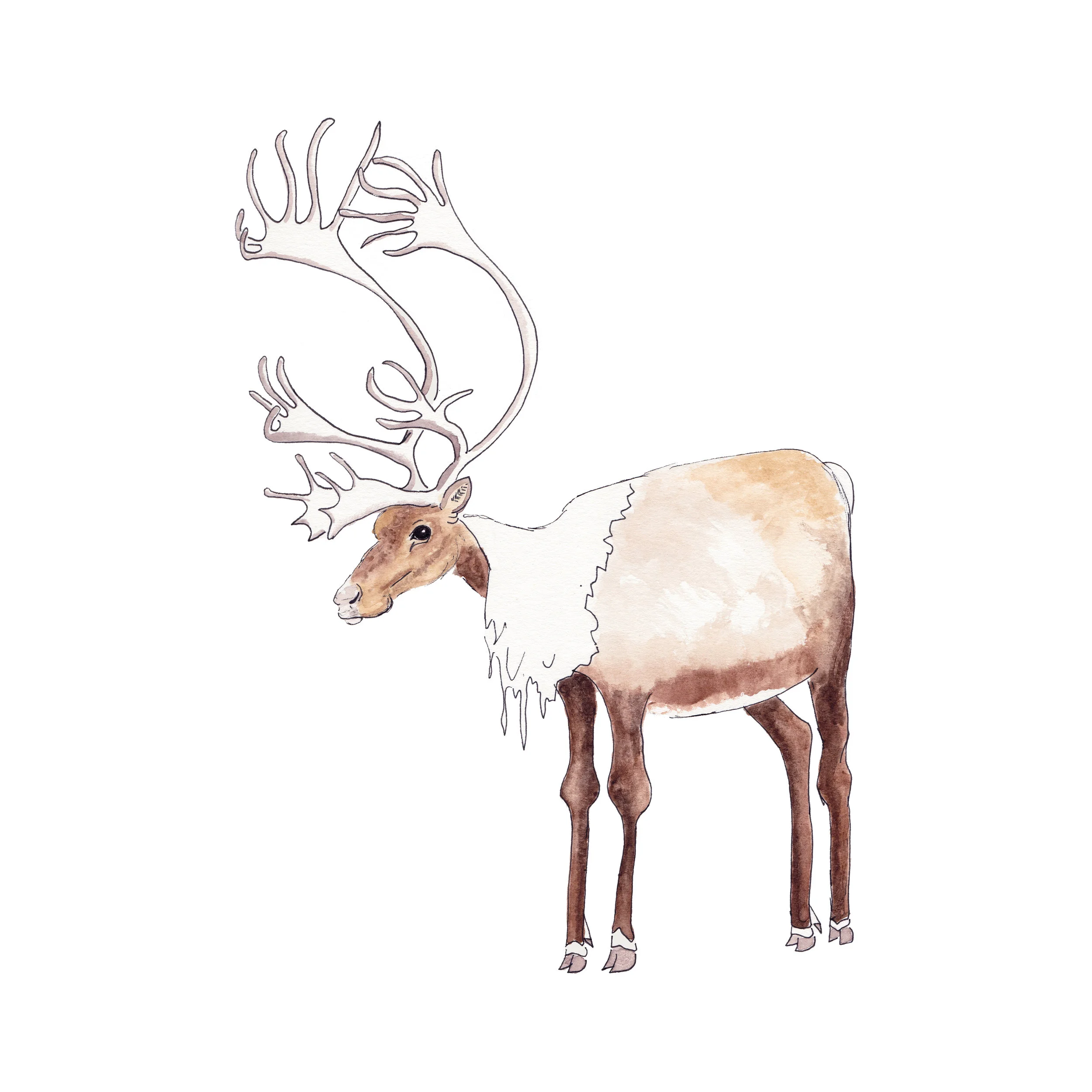 Porcupine Caribou Giclee Print