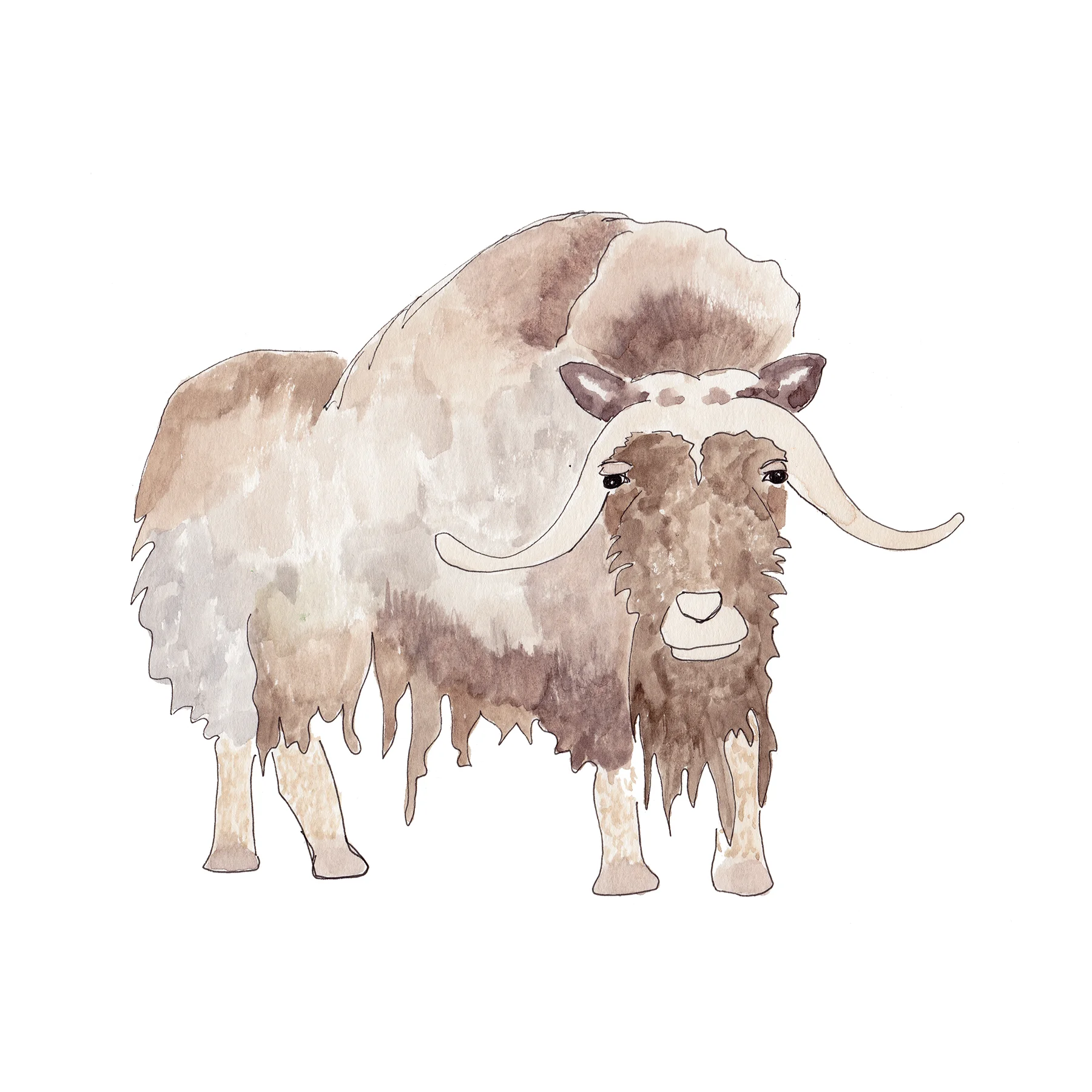 Musk Ox Gicle Print