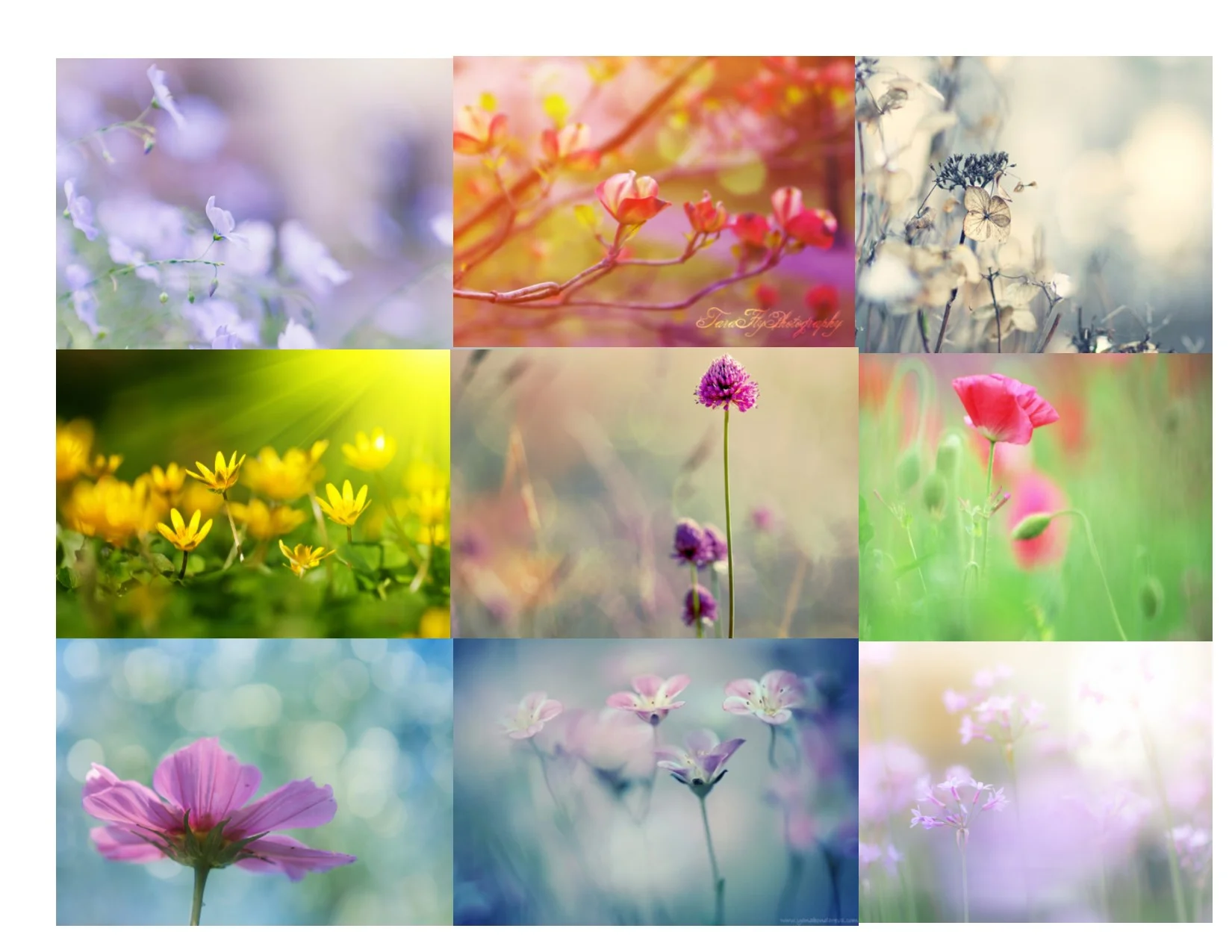 Flower Montage 2.jpg