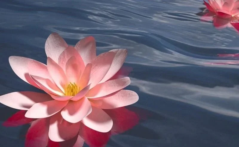 pinkish waterlily on dark water.jpg