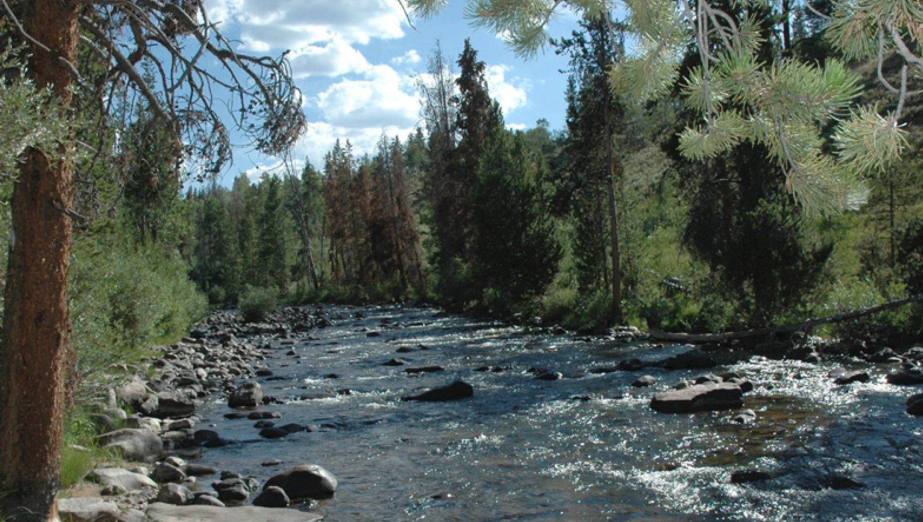 Bear River Alternatives Paper