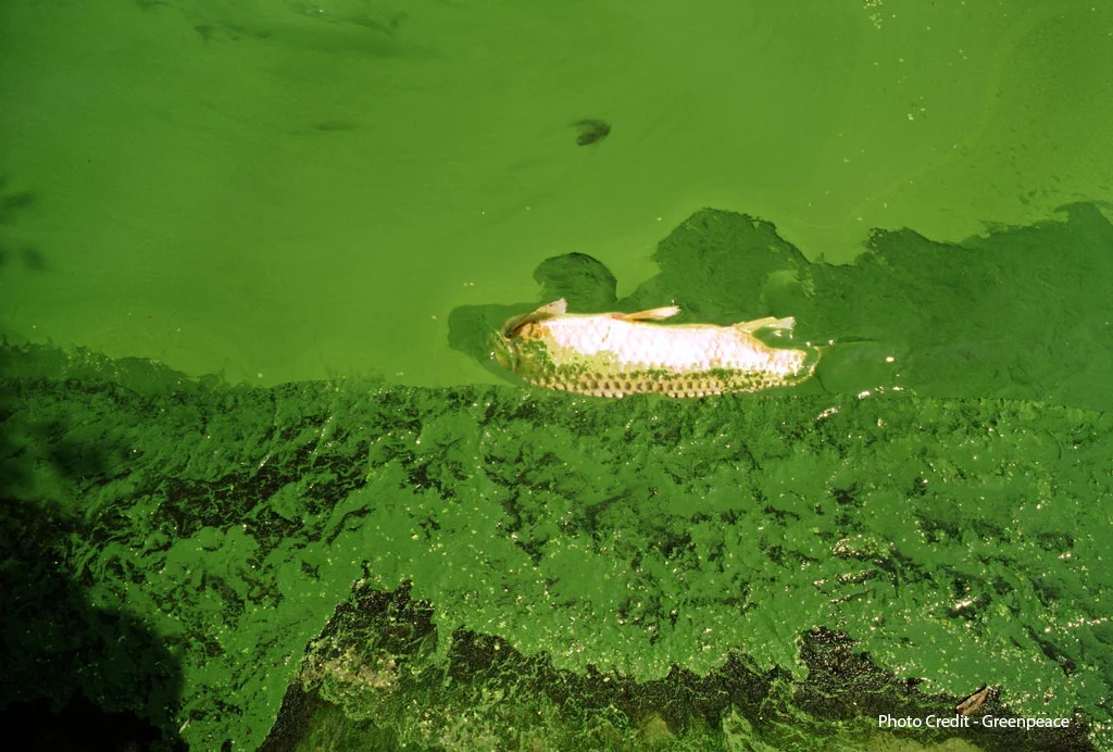 Toxic Algae Blooms Are The Result of Climate Change & Utah's Water Waste
