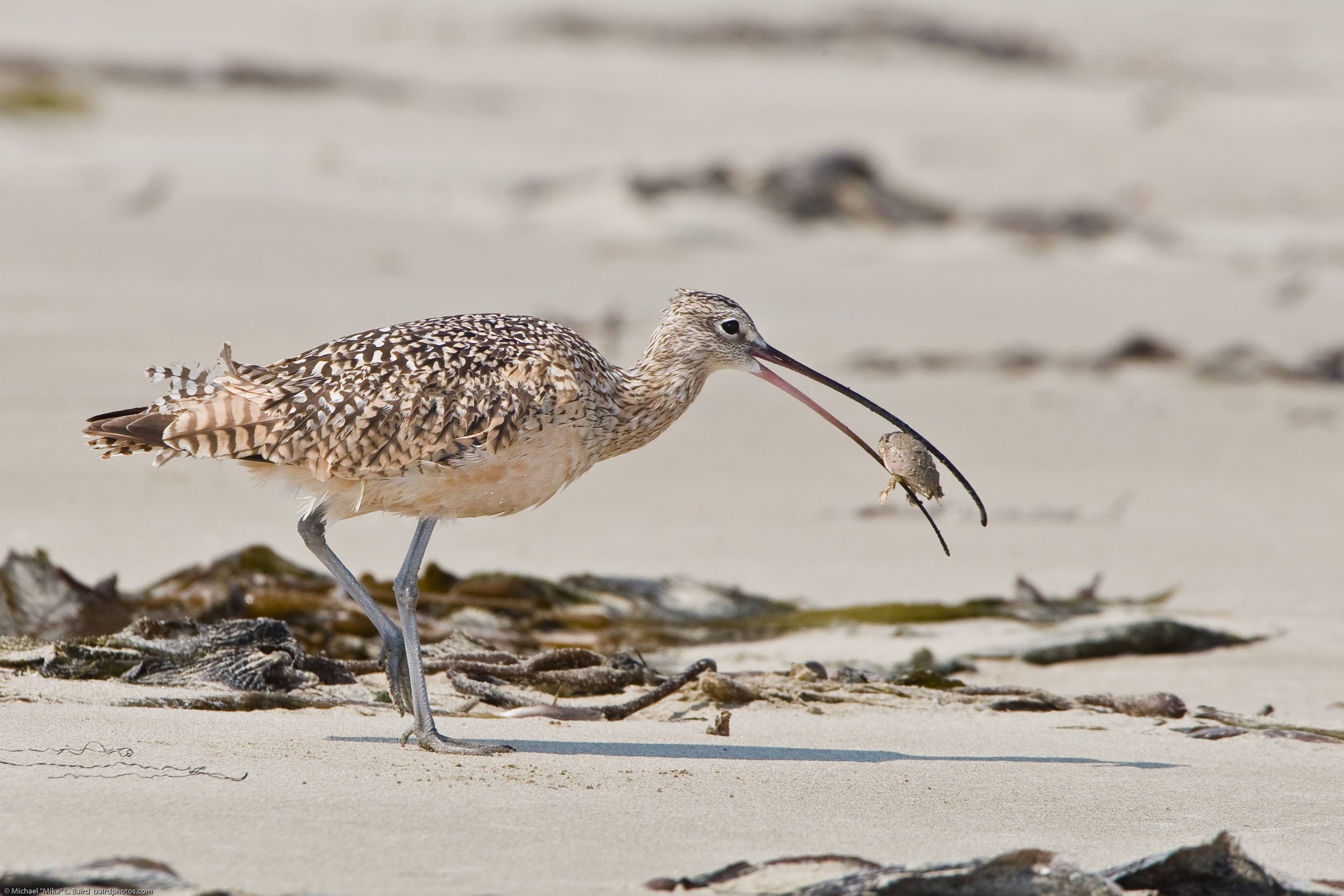 Long-billed_Curlew_eating_sand_crab.jpg