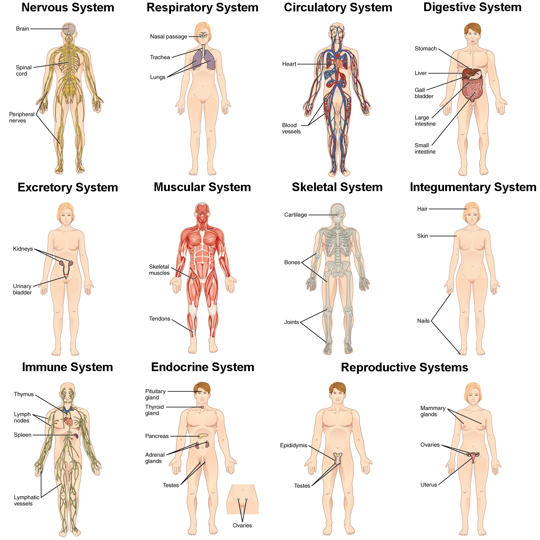 102_Organ_Systems_of_Body.jpg