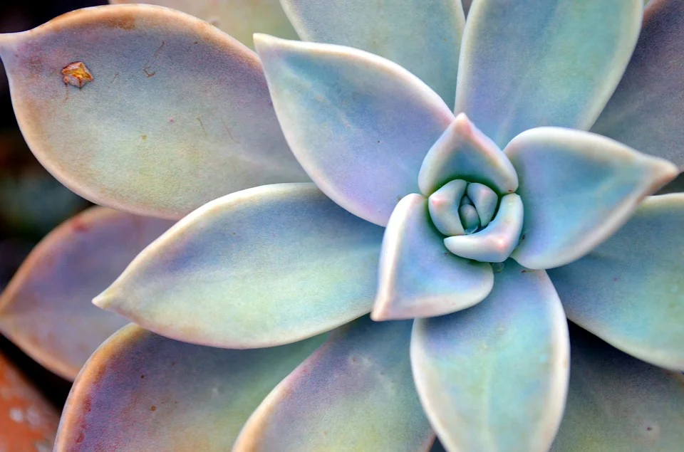 succulent-plant-2730727_960_720.jpg