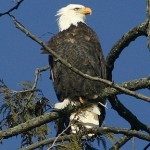 Eagle sightings are abundant