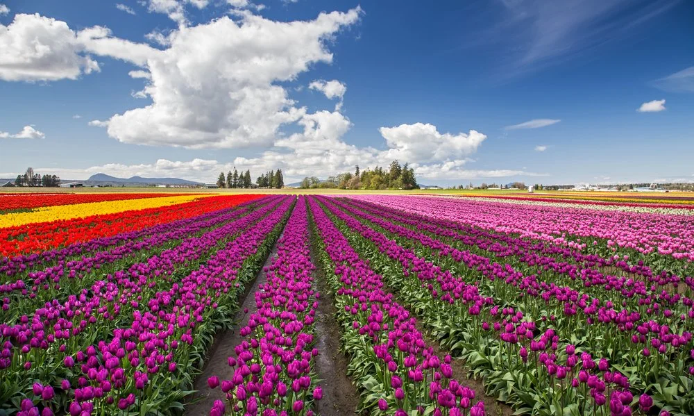 Skagit Valley Tulip.jpg