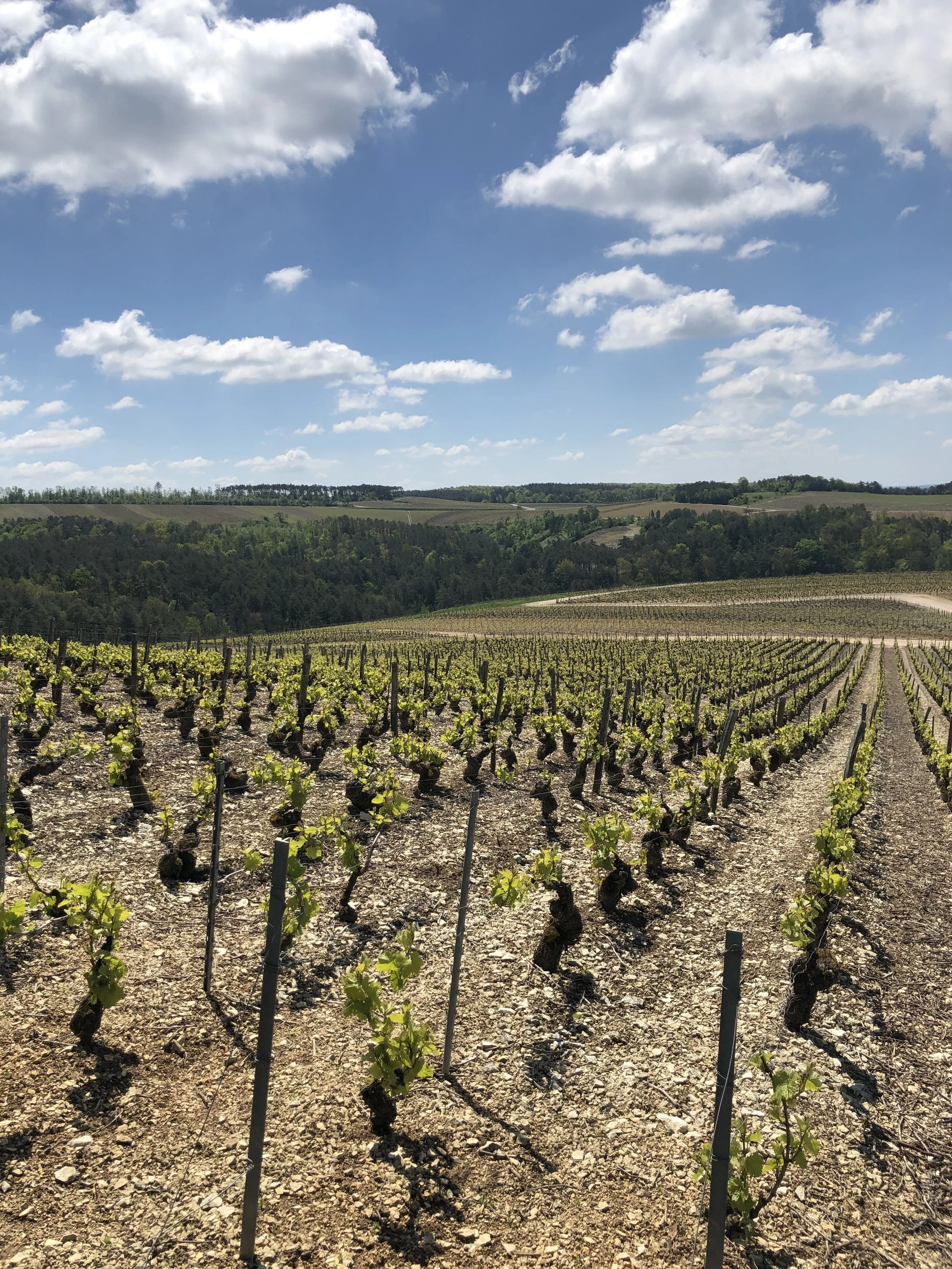 Travel Spotlight: Champagne Region 