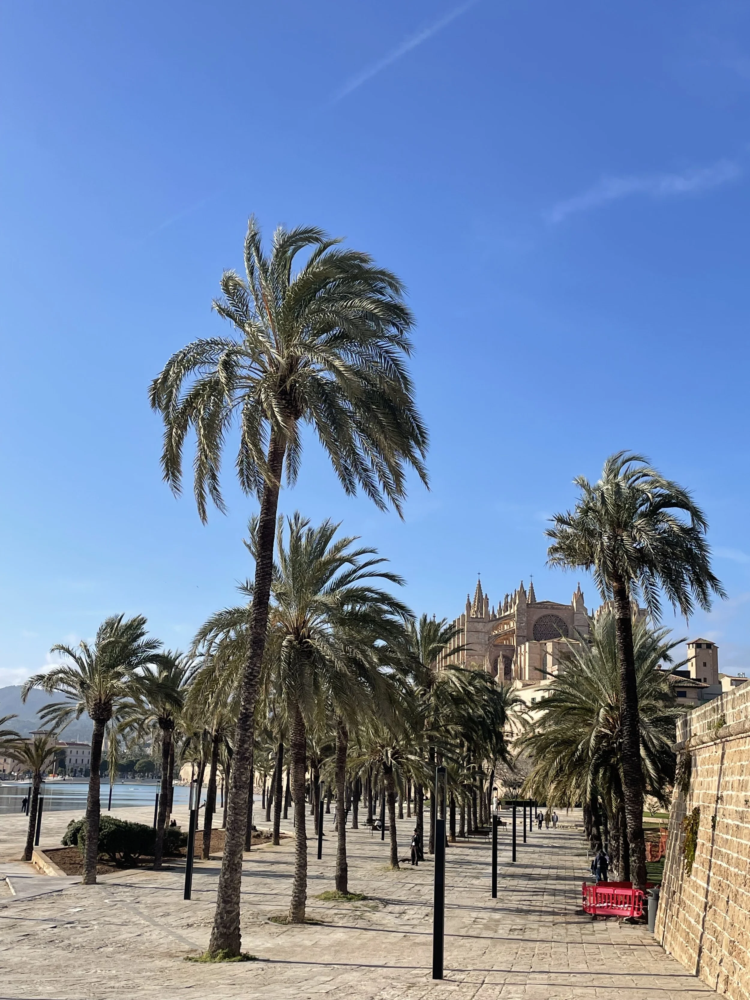 The Wellness Tour of Palma de Mallorca