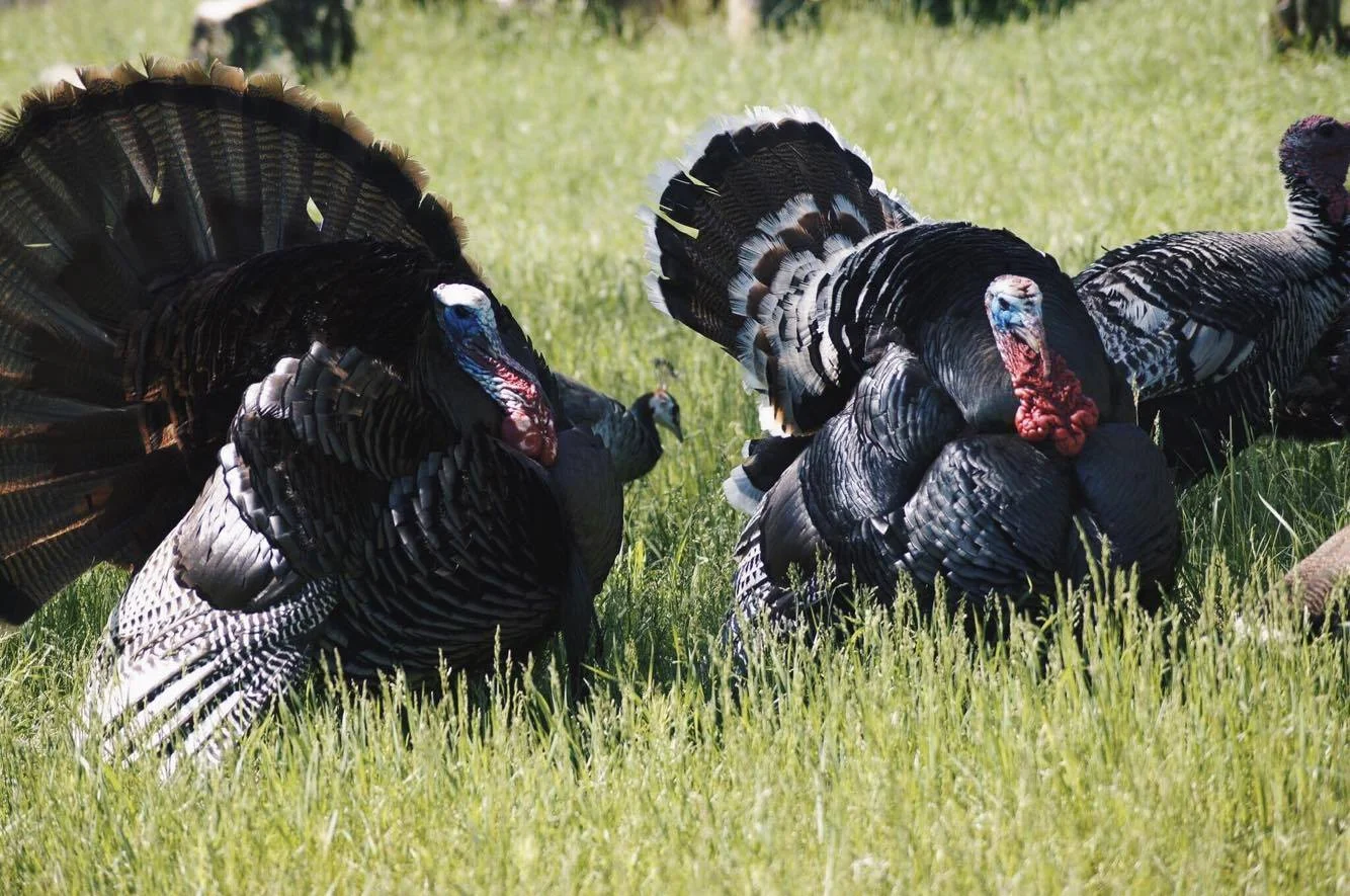 Turkey and Trump: Facts for your Thanksgiving Feast