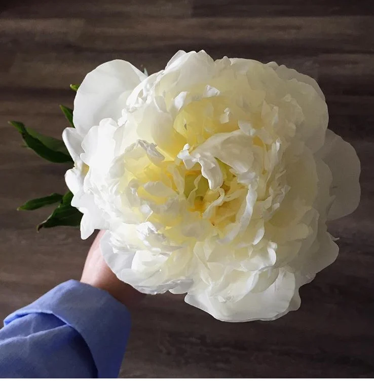 Dear Lee | On Peonies