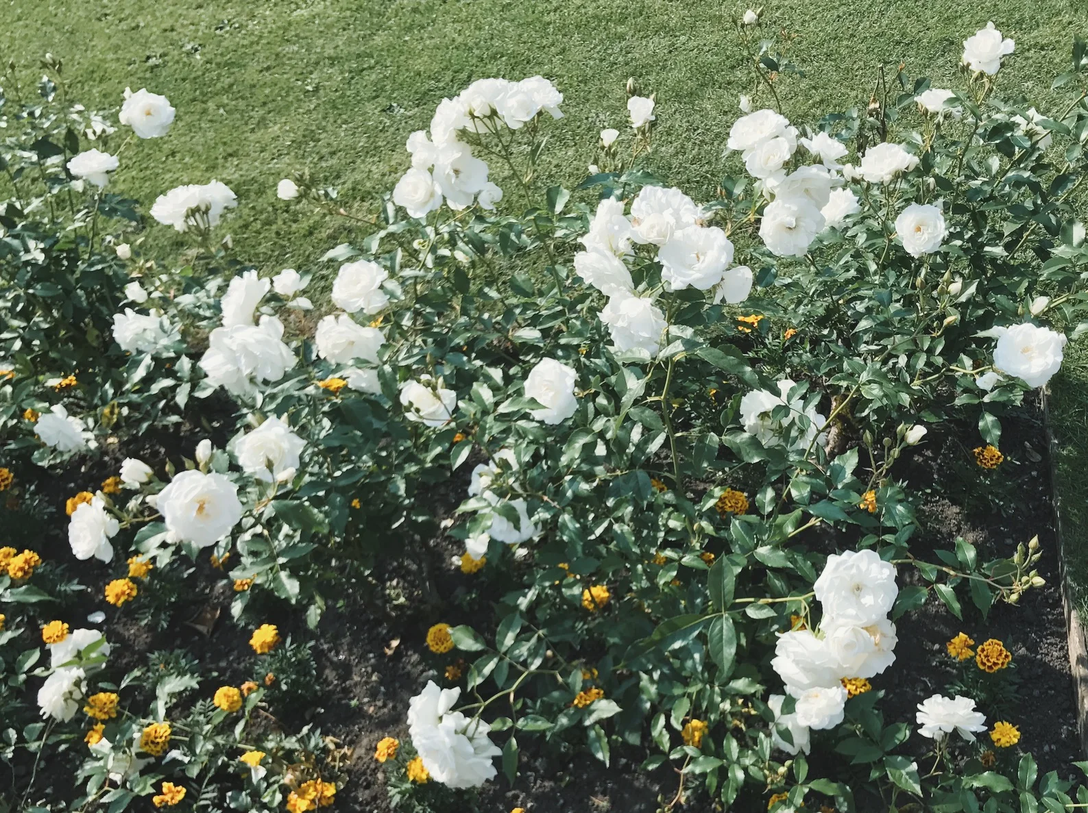 Eight Gentler Women's Novels