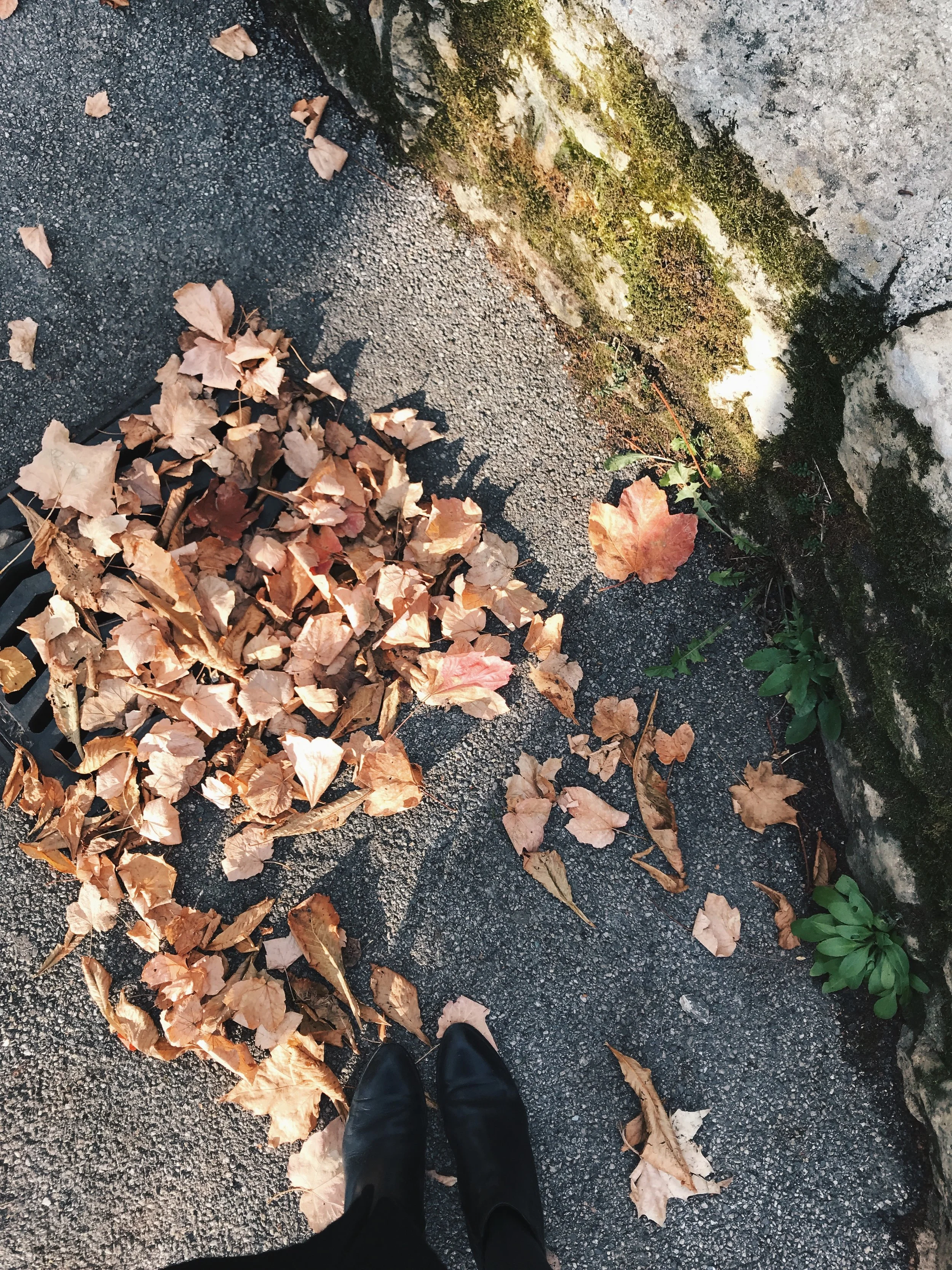 Autumn Leaves