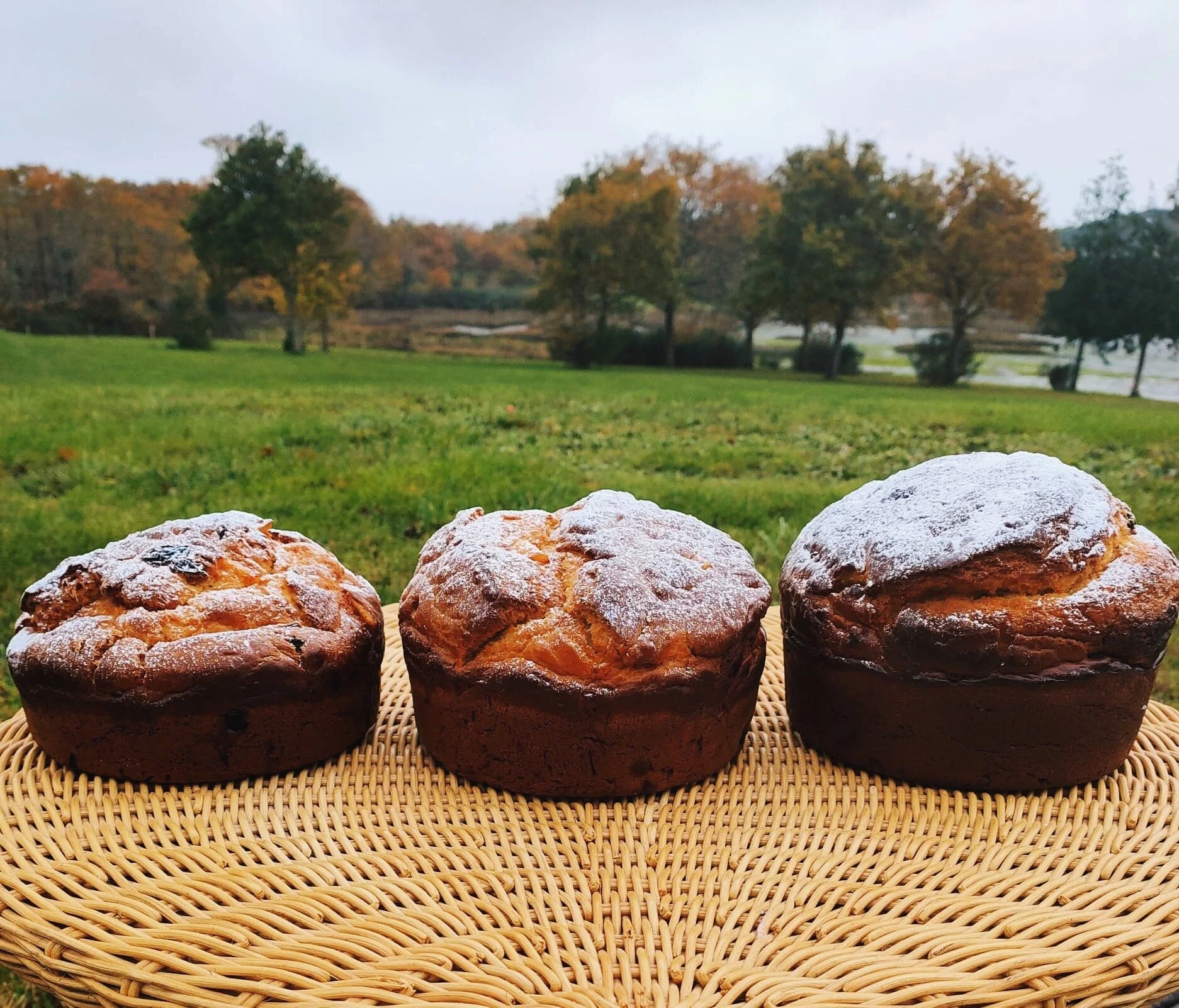 Cooking to Cook, Vol. 5: Panettone