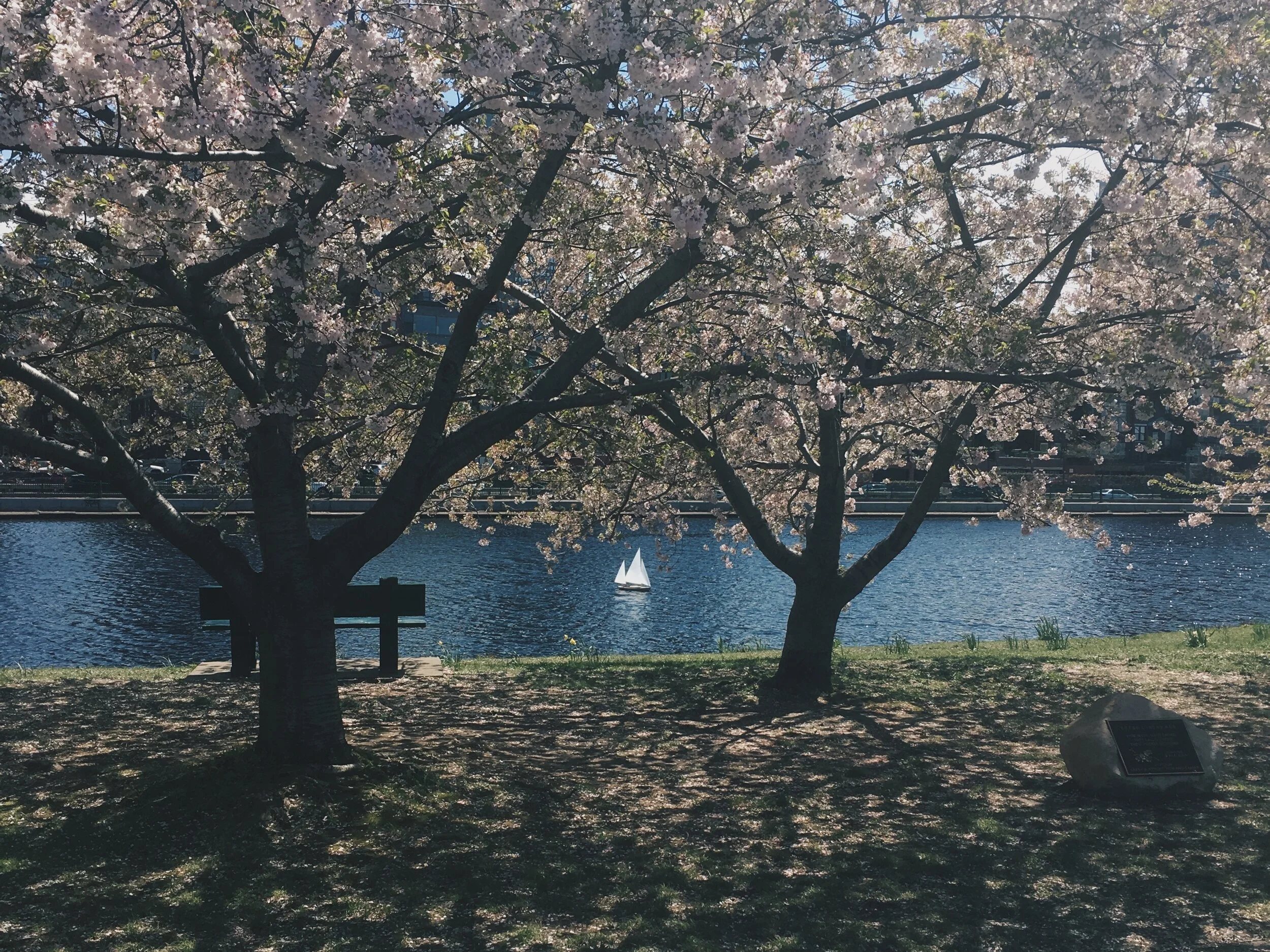 Five Films to Flower into Spring