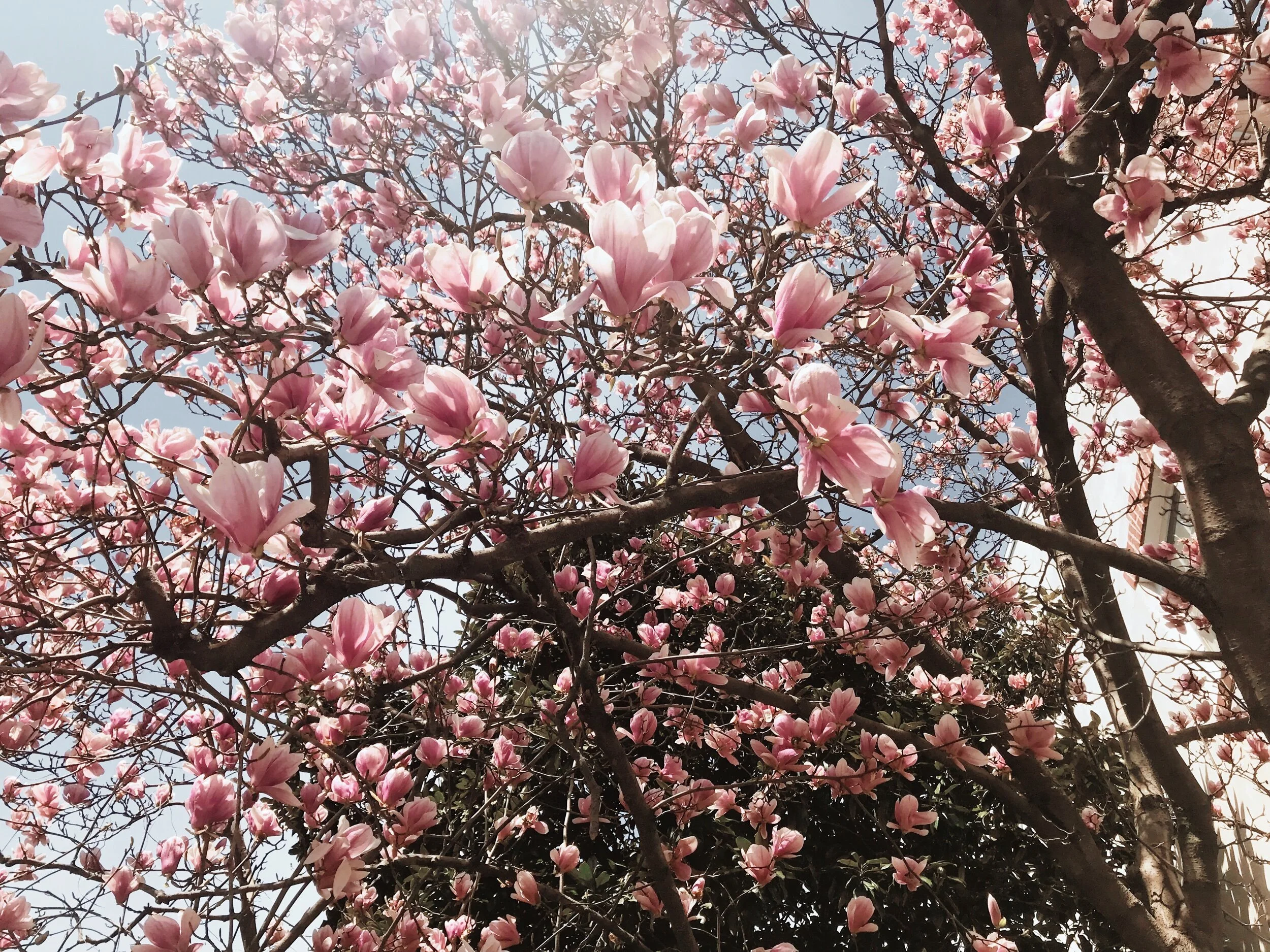 Five Things to Do This Spring