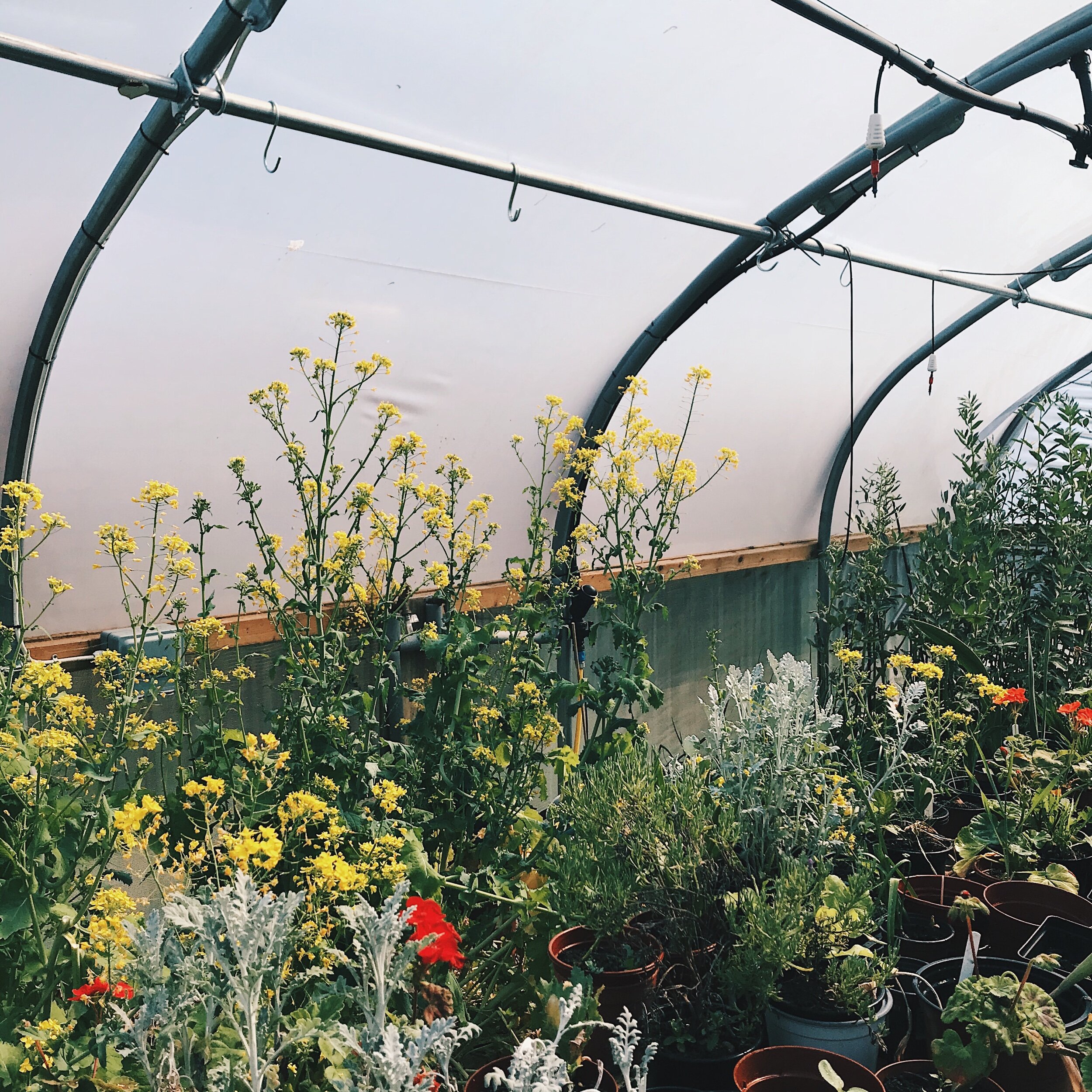 Comforting Things, Vol. 10: Eliza Campbell