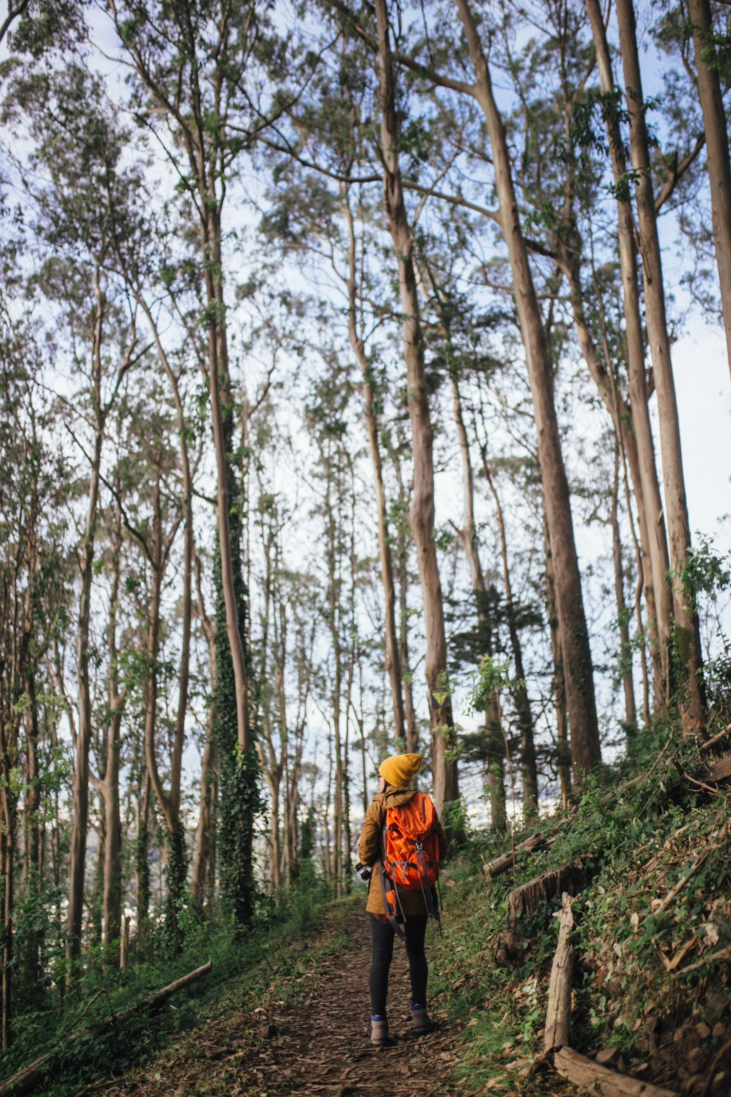 Sutro Forest and Sutro Baths | San Francisco, CA