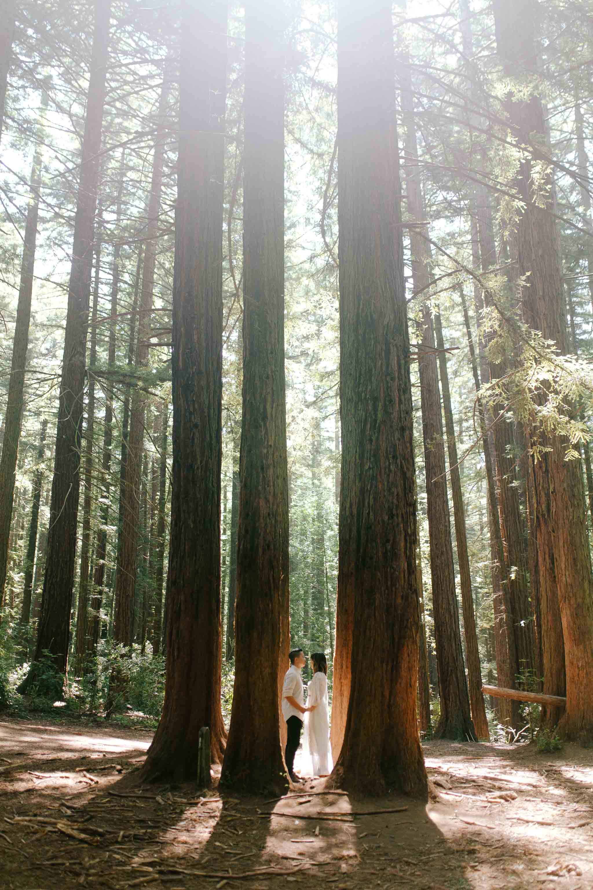 oakland-redwoods-engagement-9.jpg