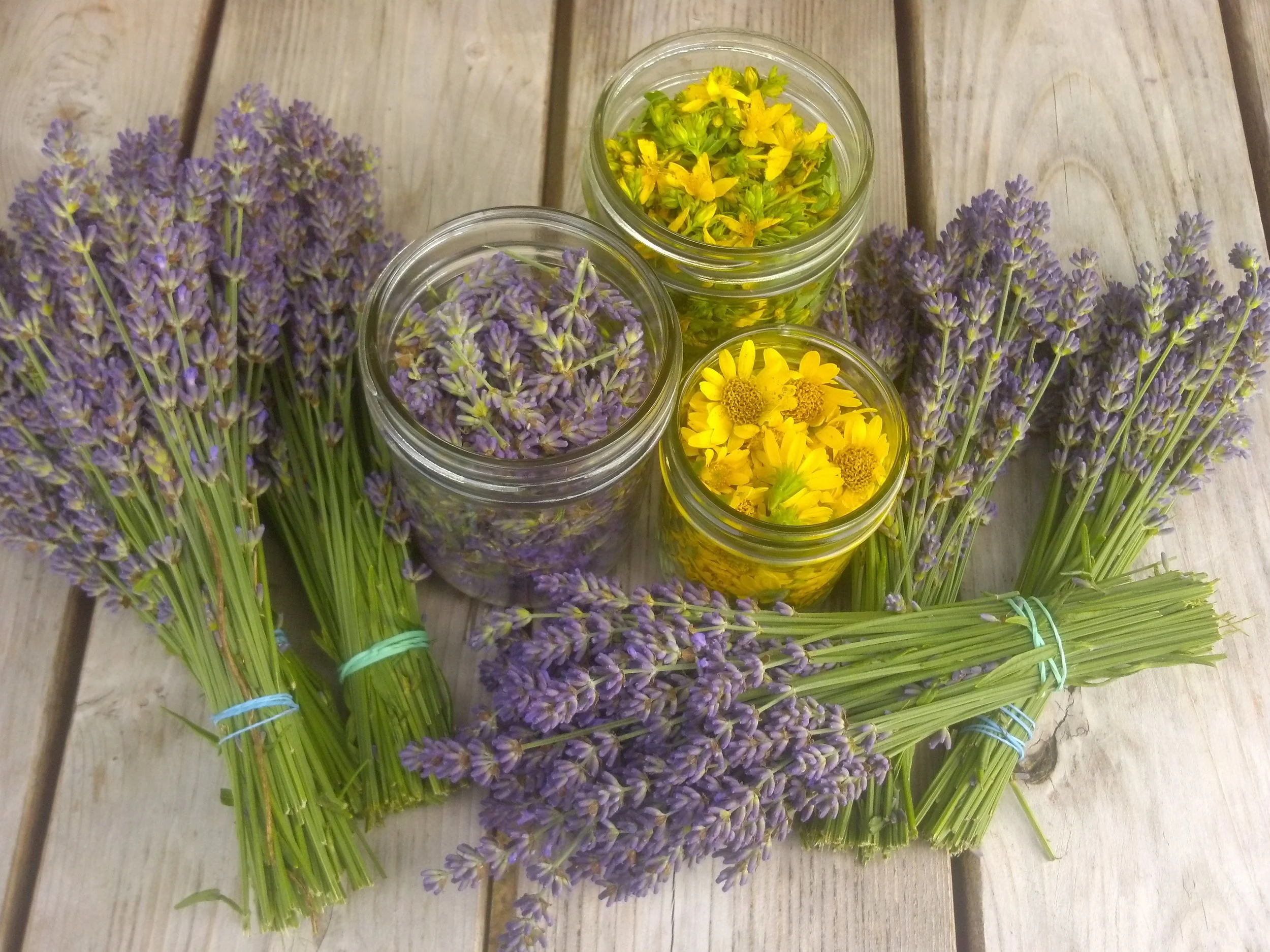 Lavender, Arnica, and St. John's Wort flowers
