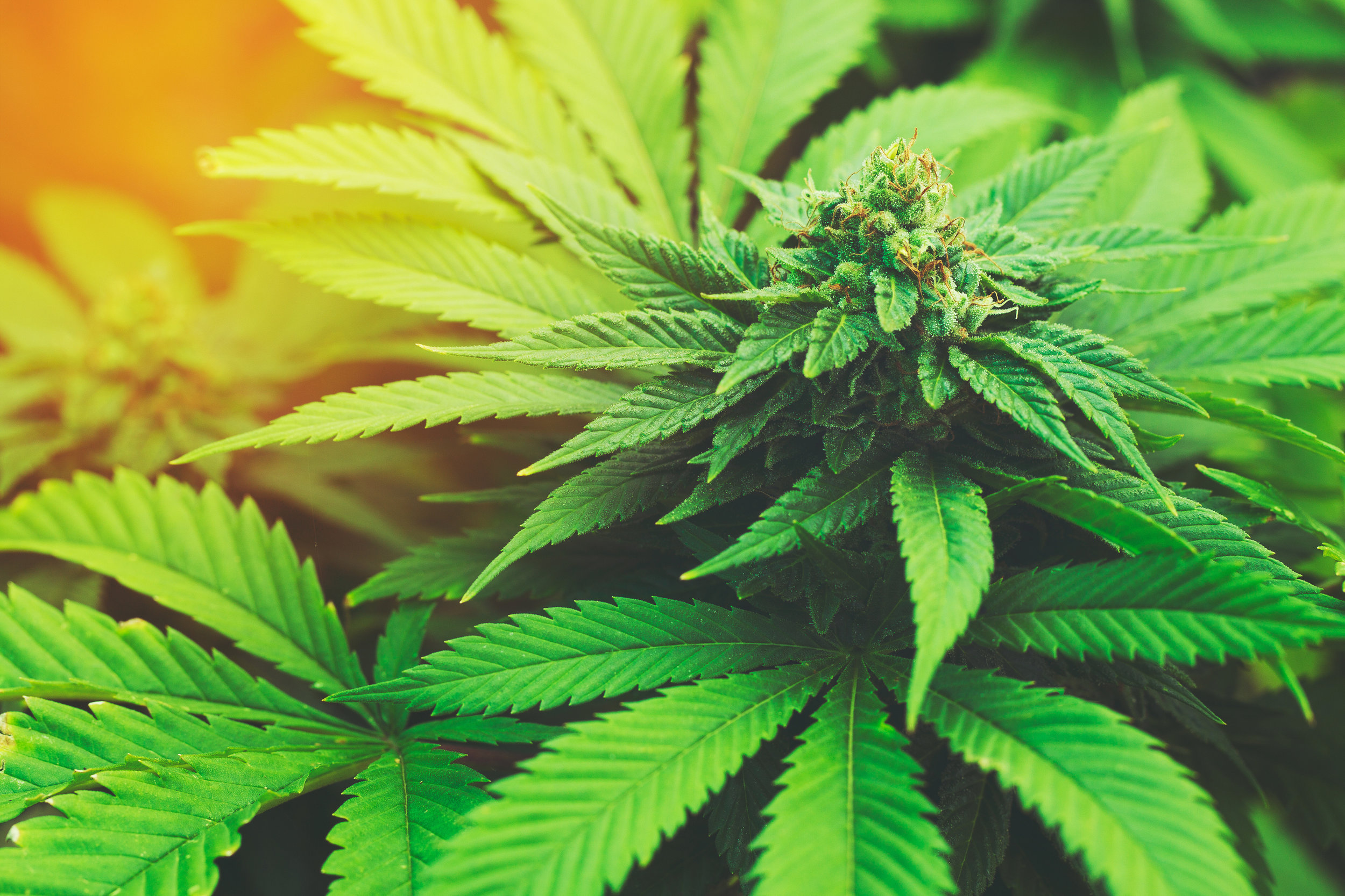 bigstock-Marijuana-Plant-Budding-Outdoo-109874138.jpg