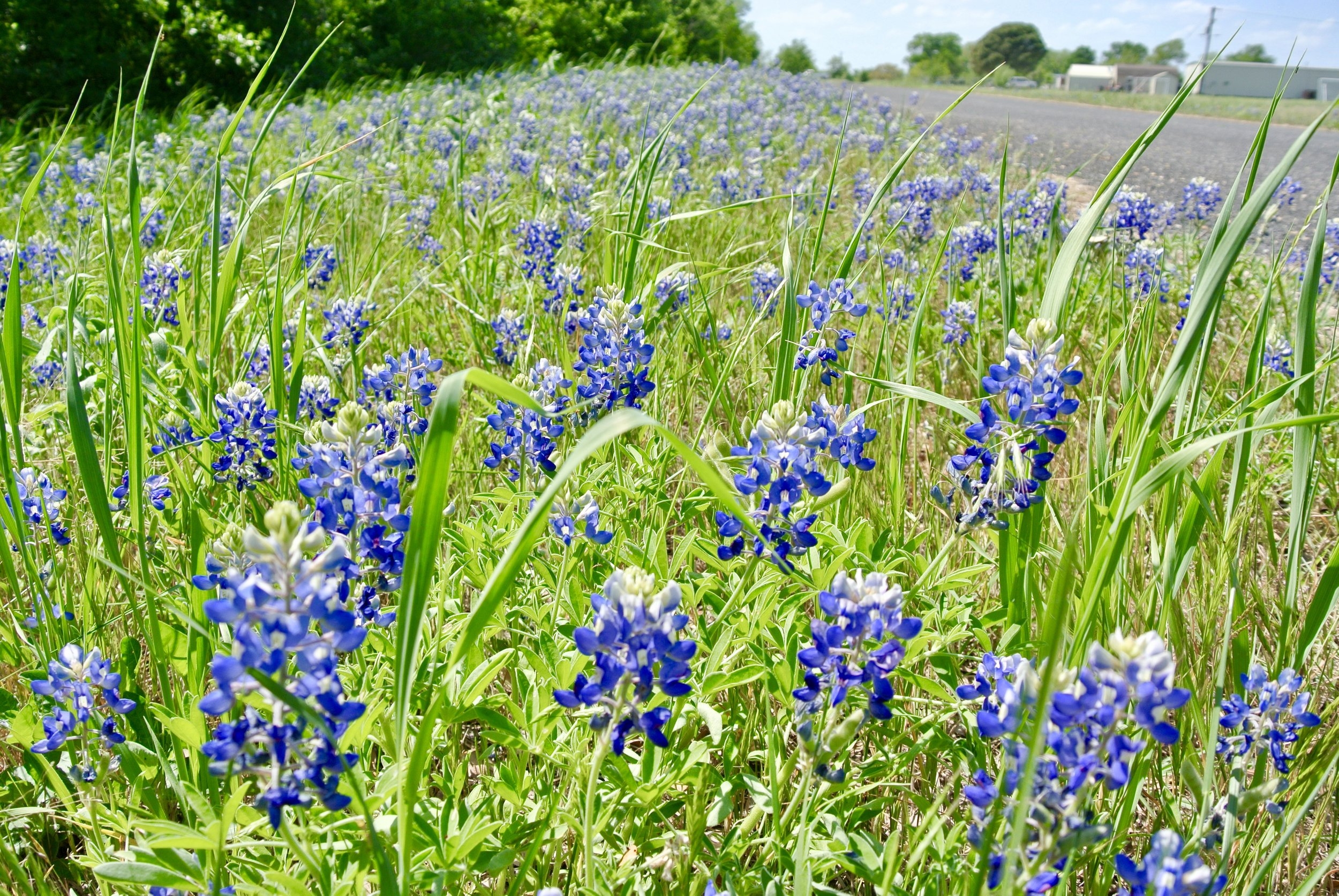 Texas Bluebonnets