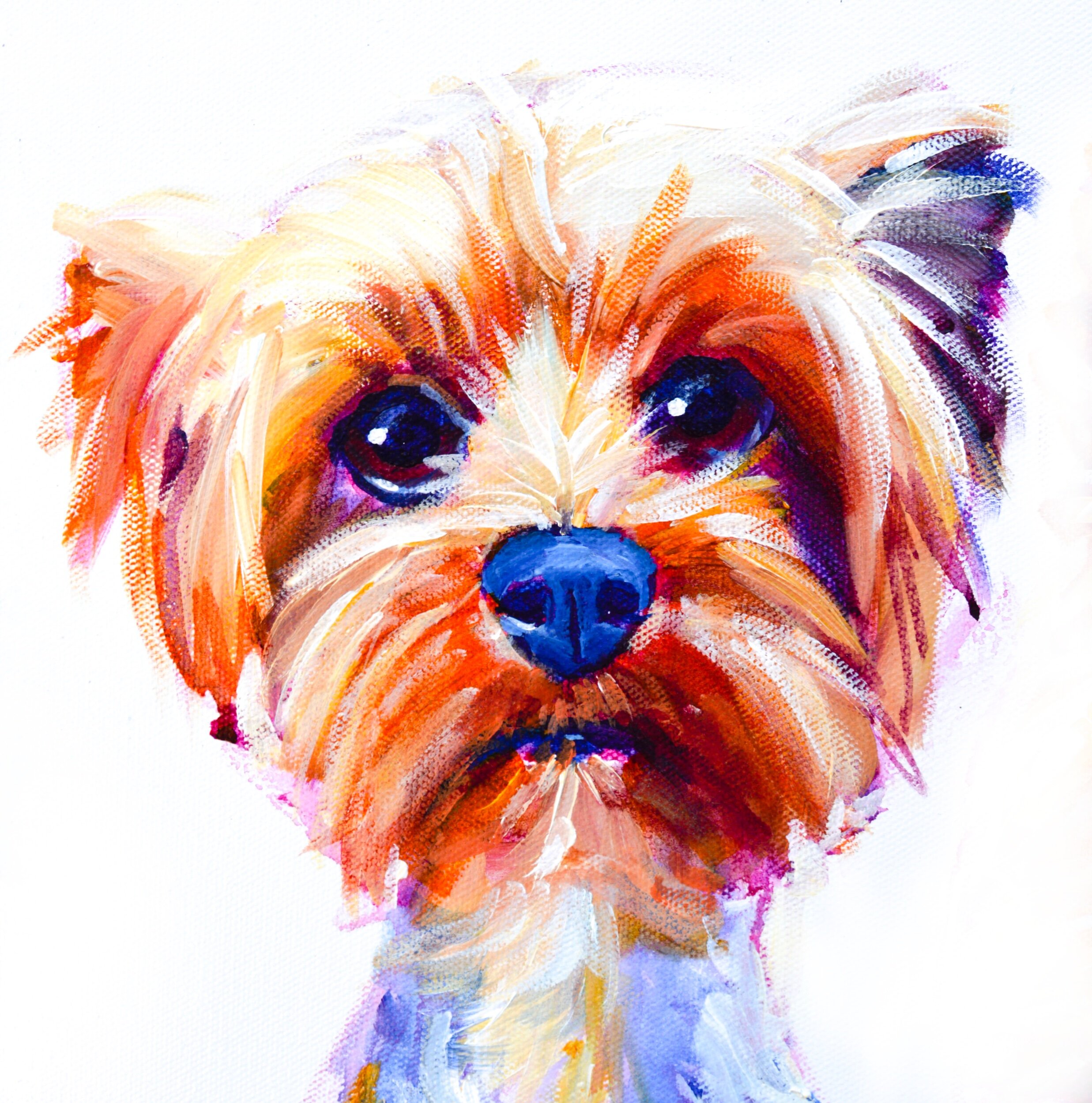 Yorkie