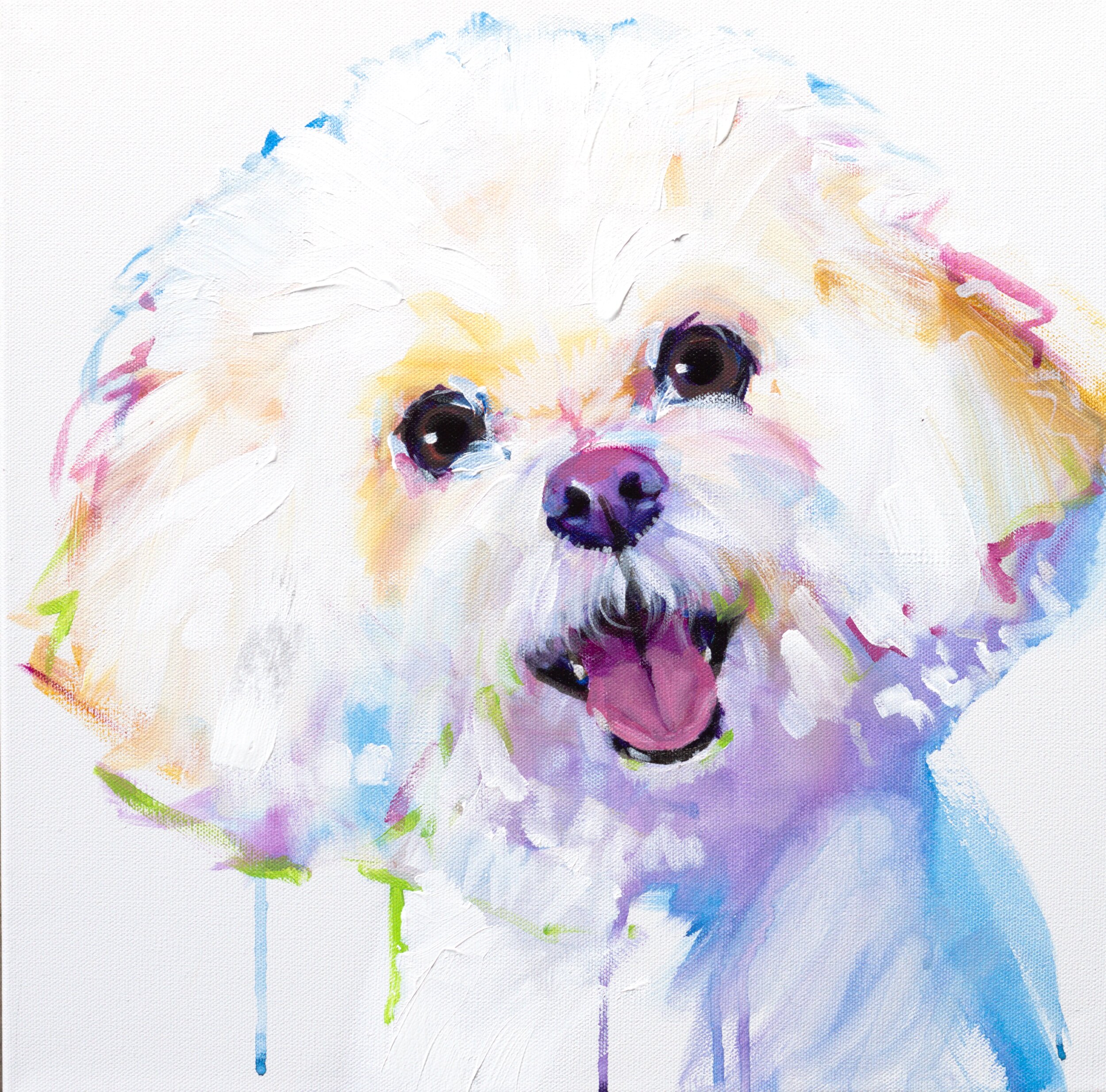 Bichon Frise