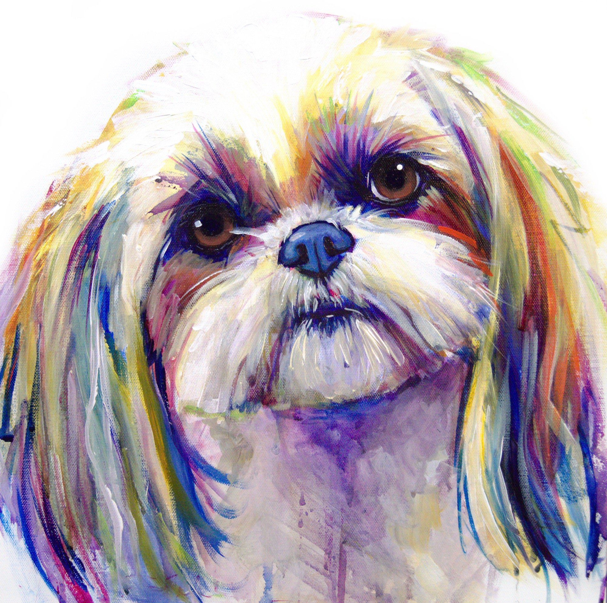 Shih Tzu 1