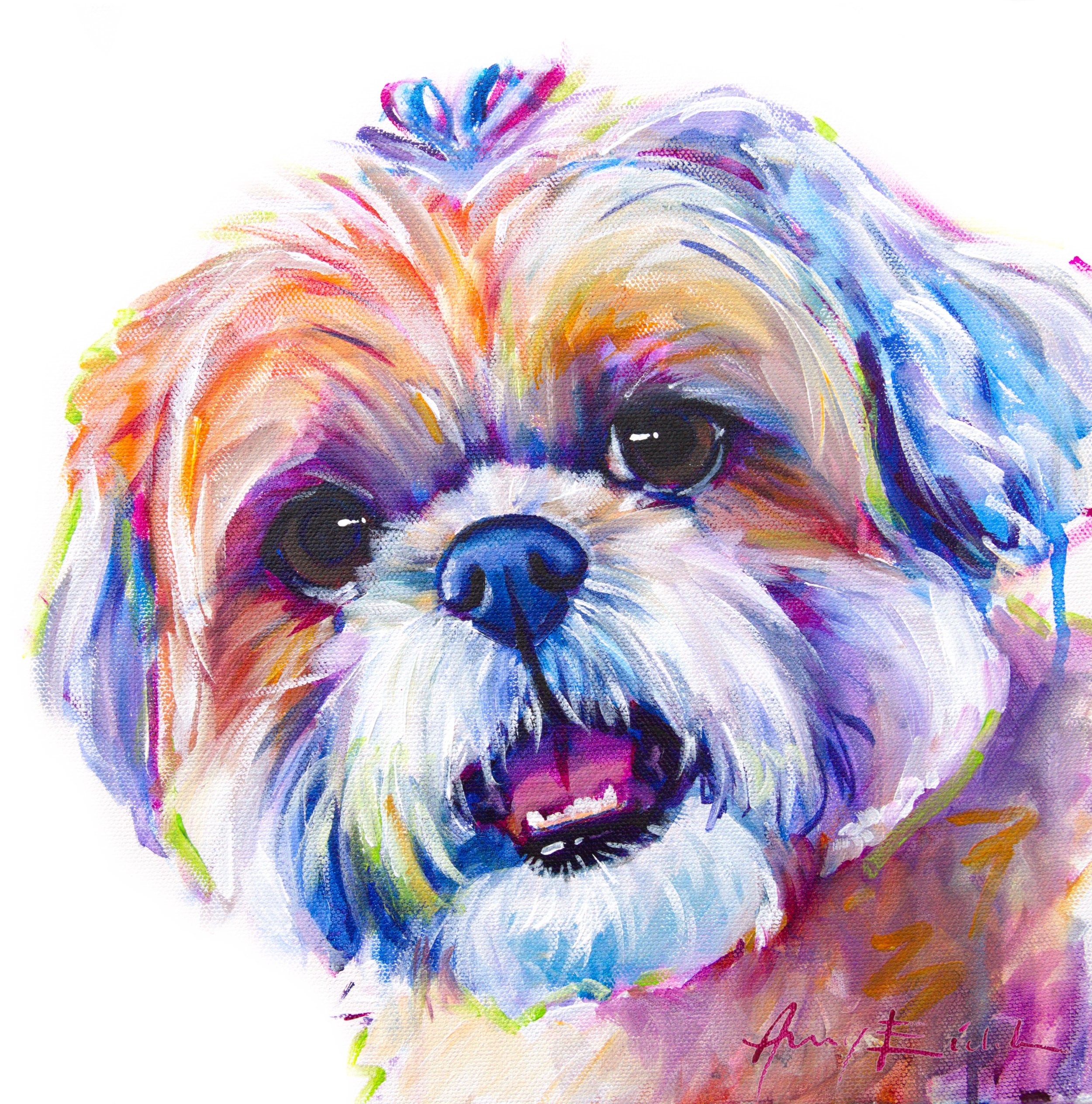Shih Tzu 2