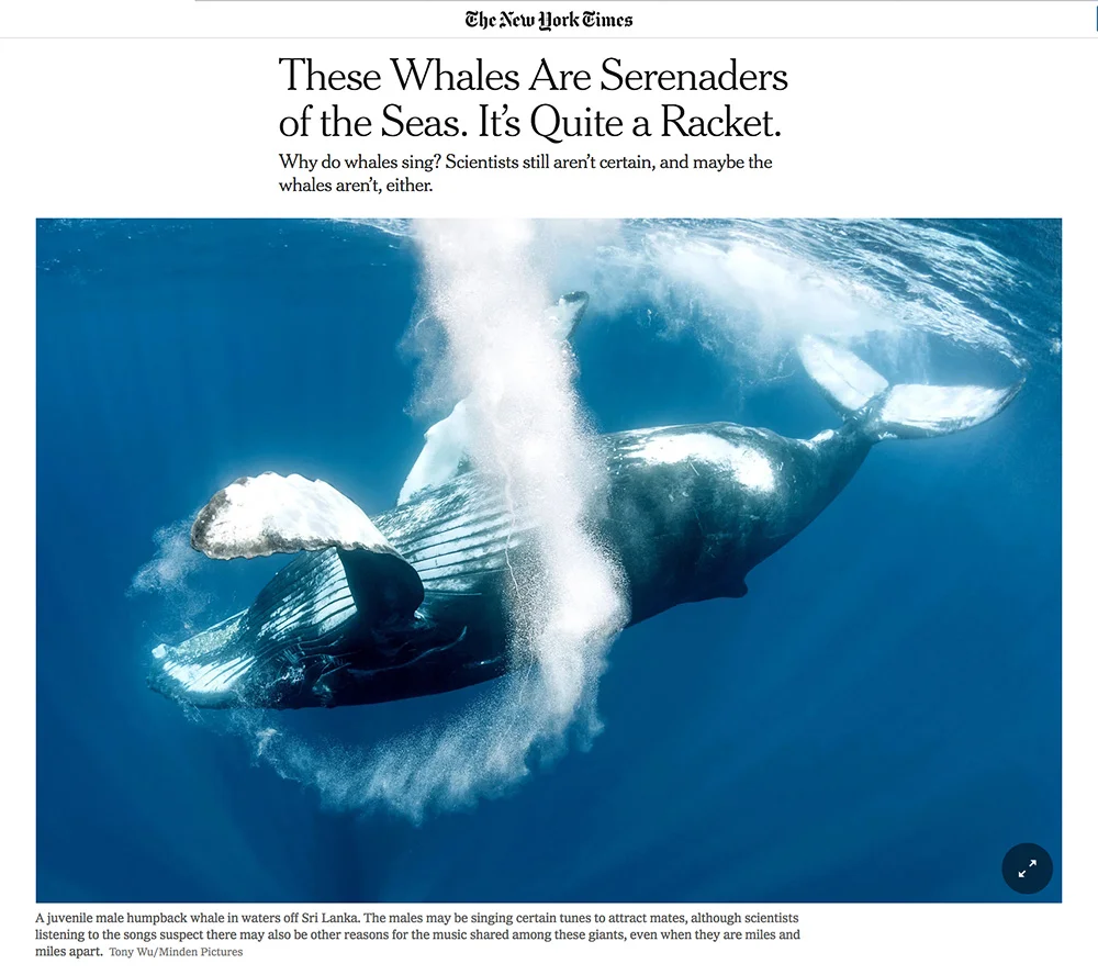 New York Times online 7 January 2019