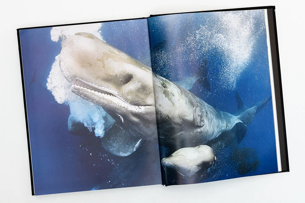 Sperm whales in a cluster, pages 300-301