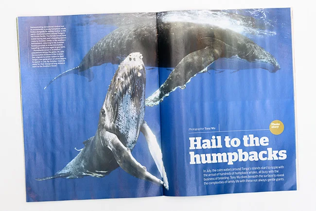 Opening spread of 9-page feature on humpback whales, BBC Wildlife magazine April 2019