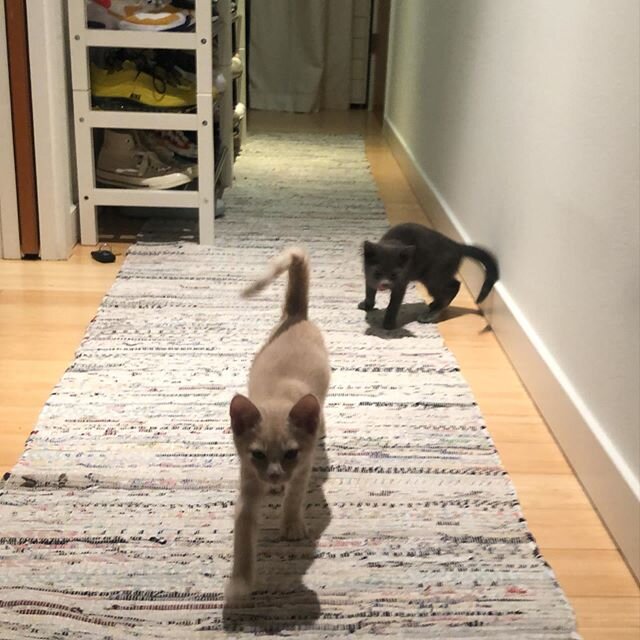 A blurry and very accurate showing of our two new family members 🐈🐾🏃🏽&zwj;♀️ lots of &ldquo;where are the kittens?&rdquo; and &ldquo;oh no we don&rsquo;t bite that&rdquo; going on in the home rn ❤️