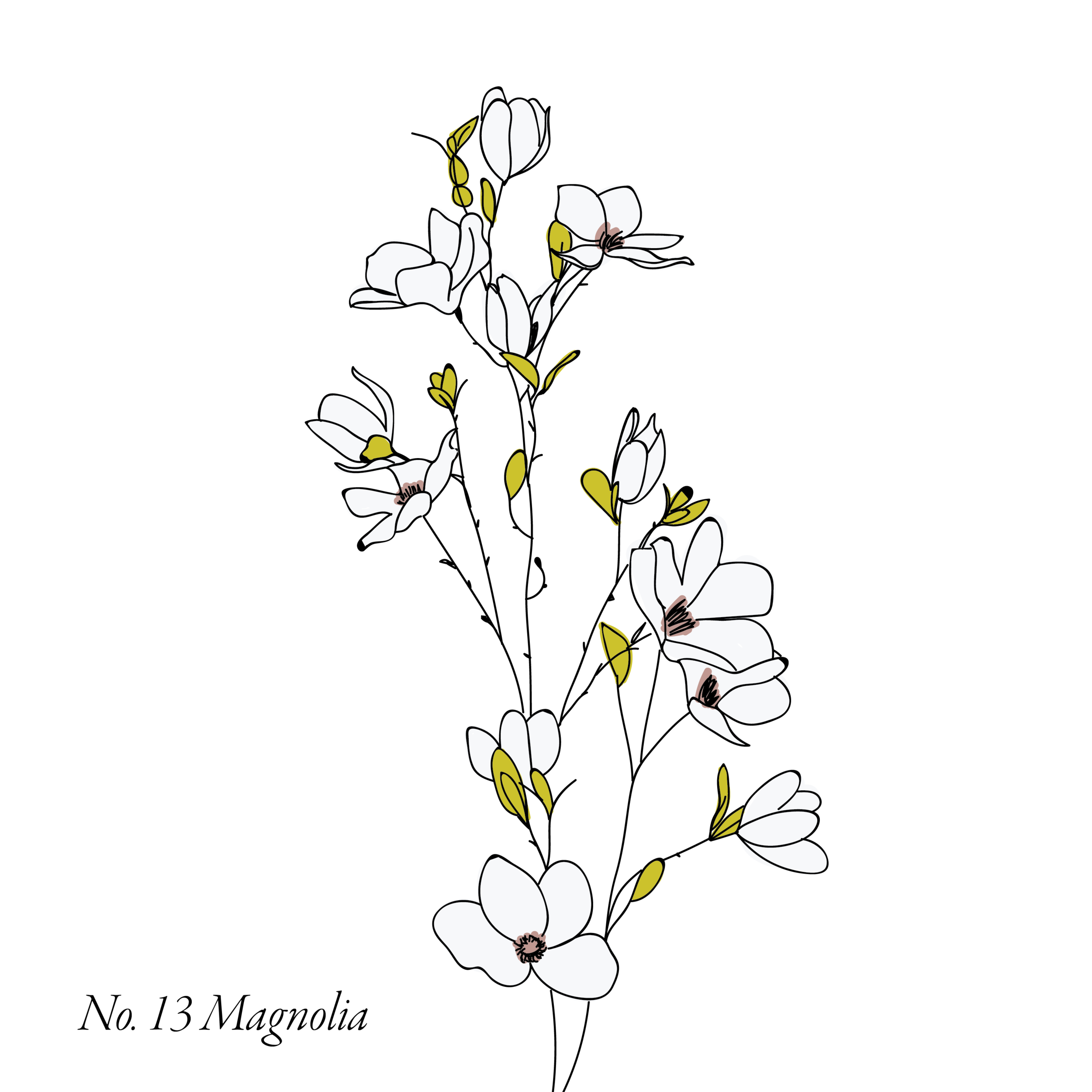 Magnolia-13.png