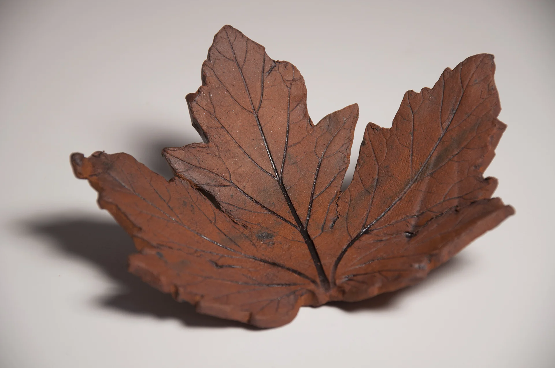 Brown Stained Okra Leaf