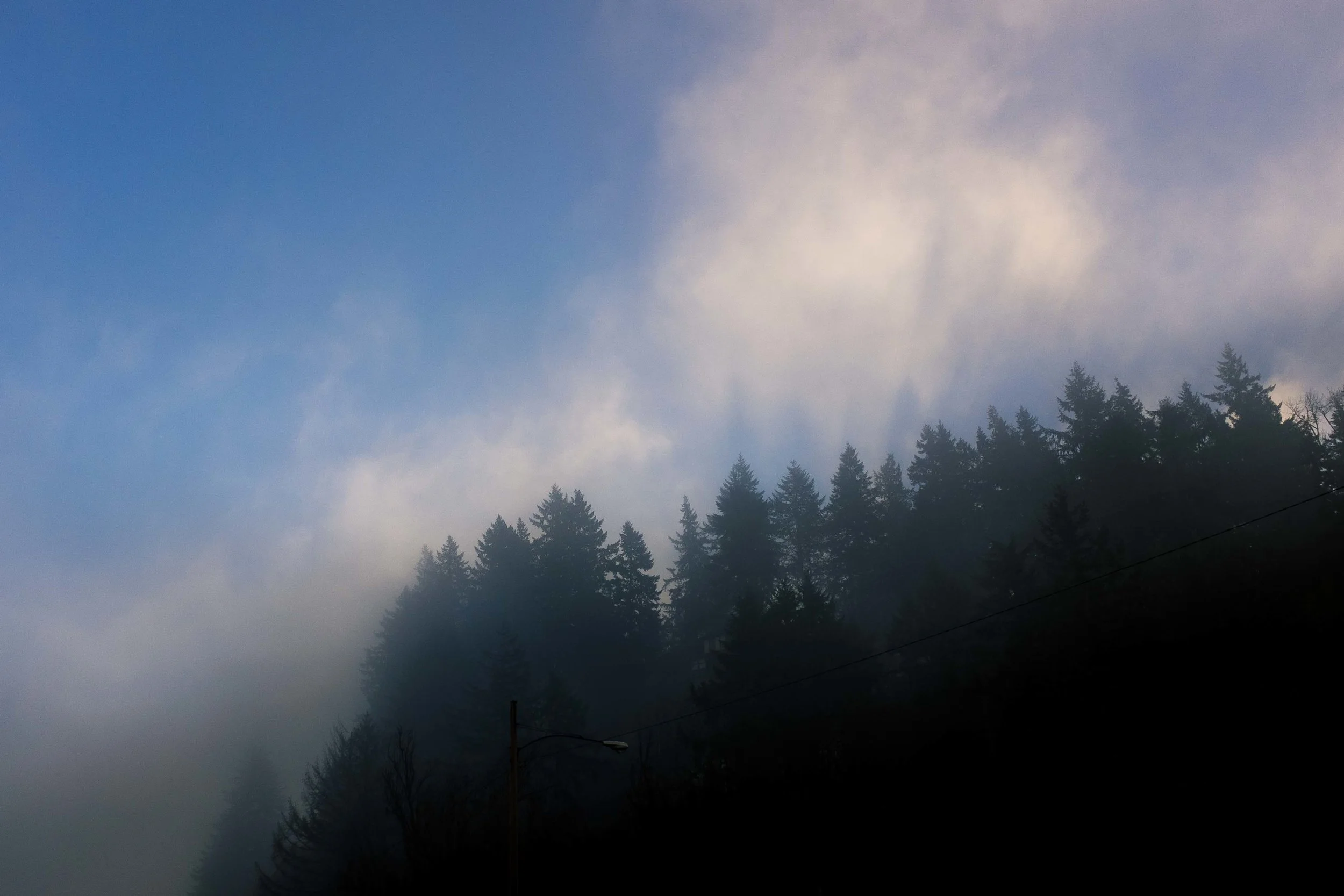 eugene-trees-1.jpg