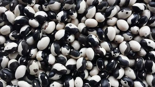 Bean-Calypso