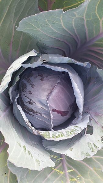 cabbage-red